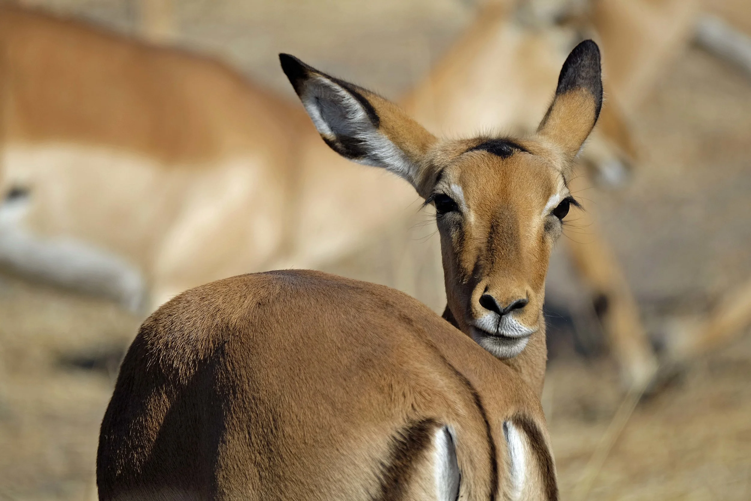 impala