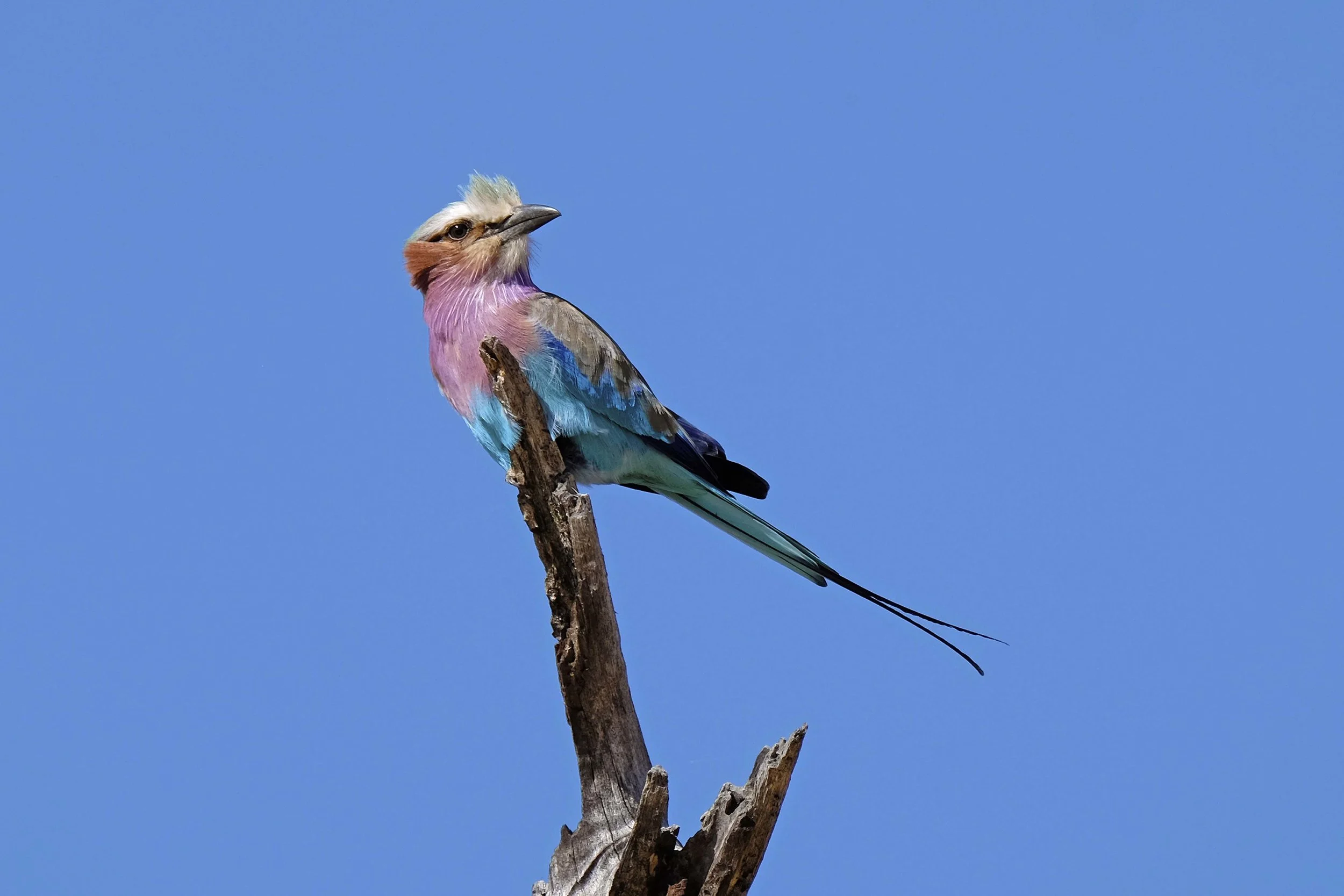 lilac-breasted roller