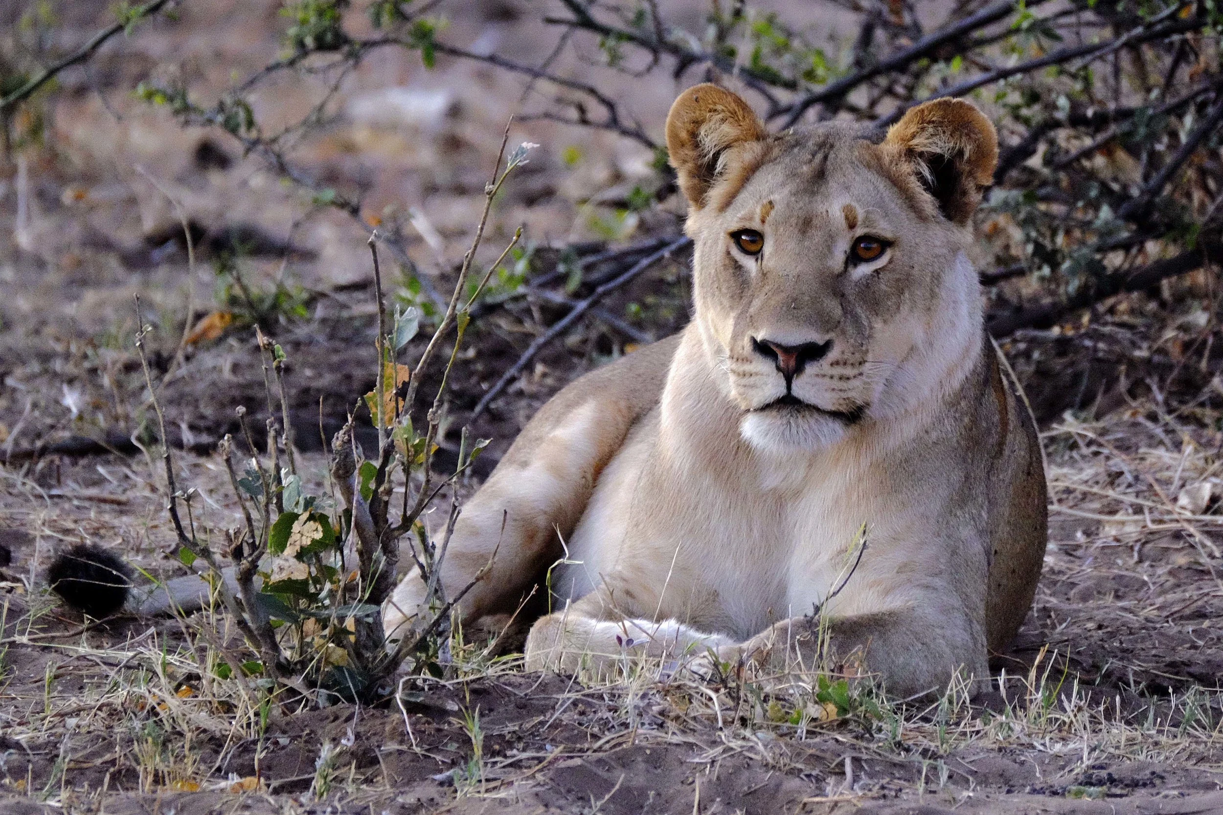 african lion