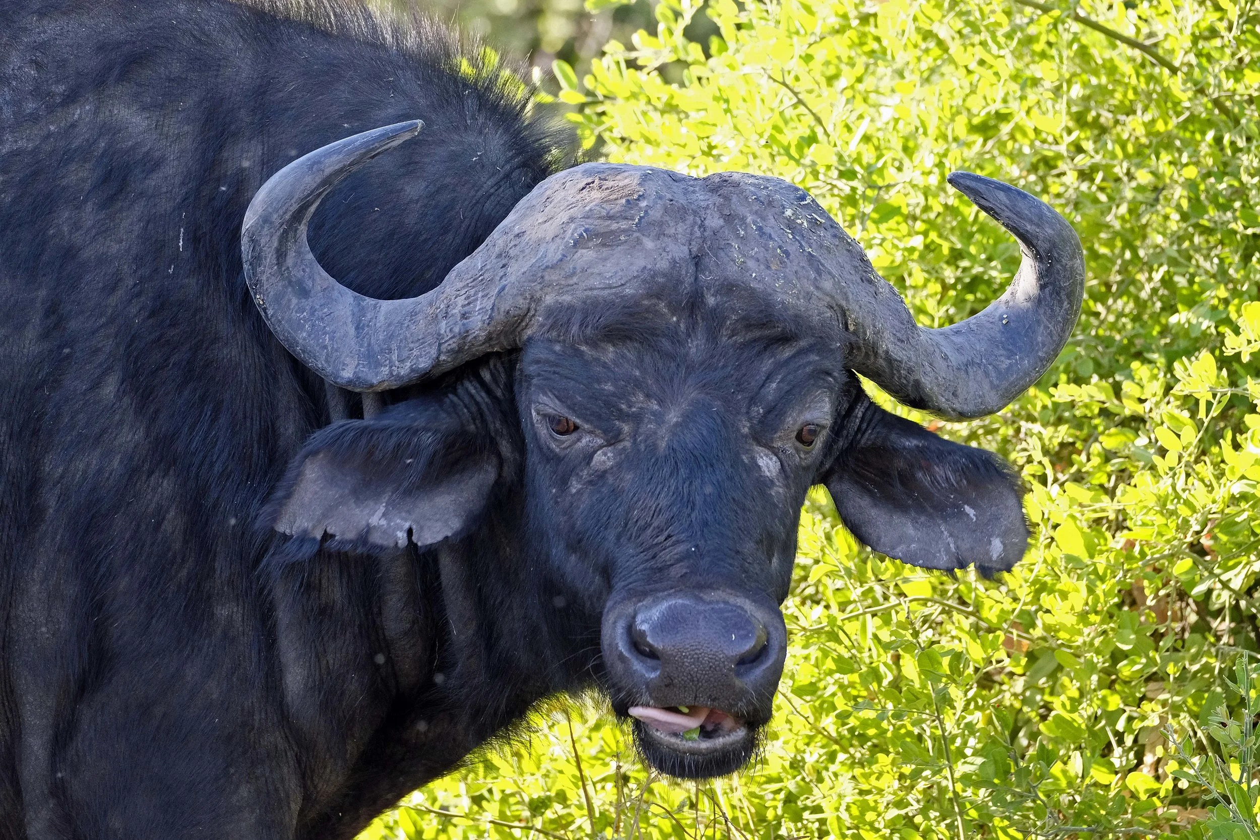 cape buffalo