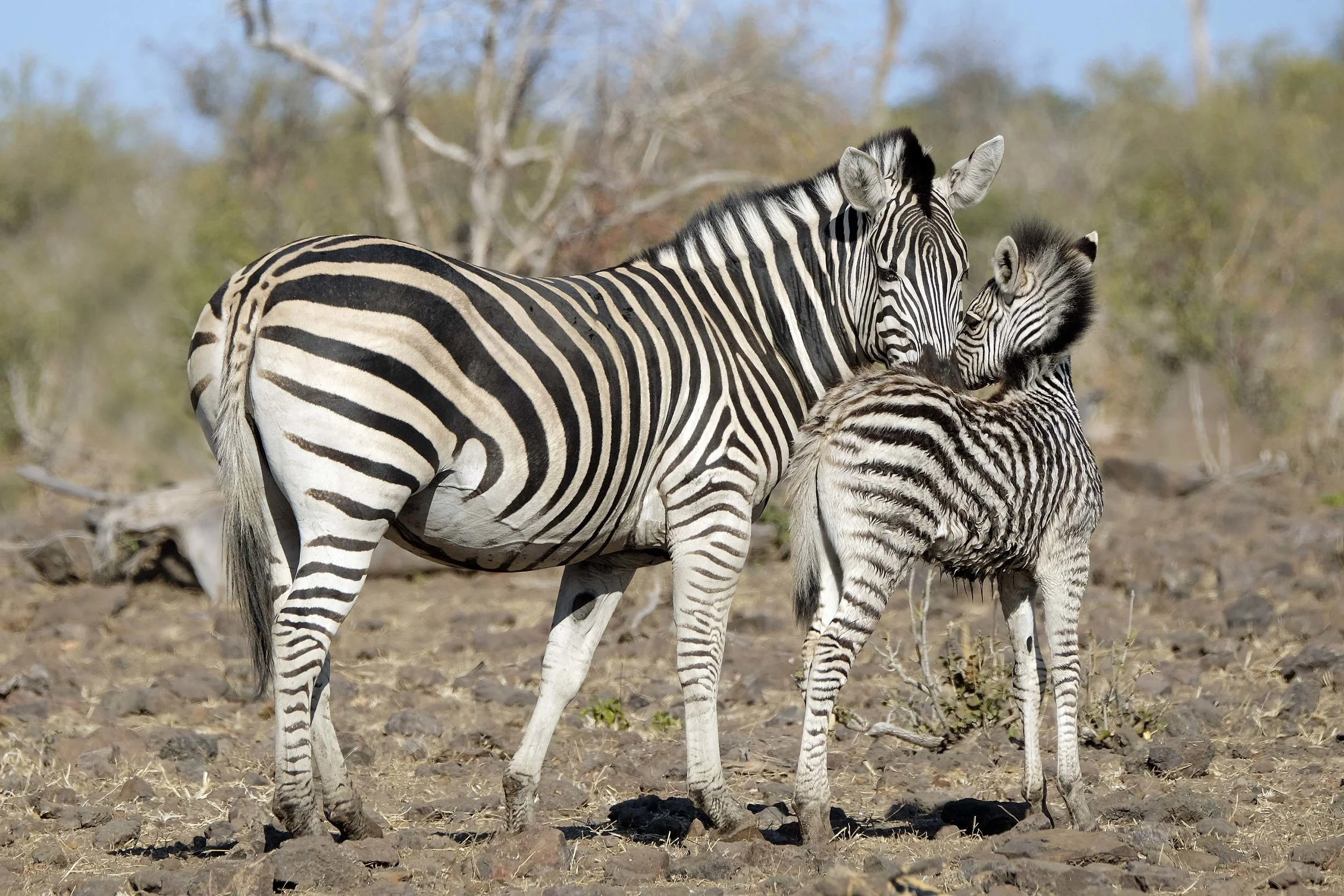zebra