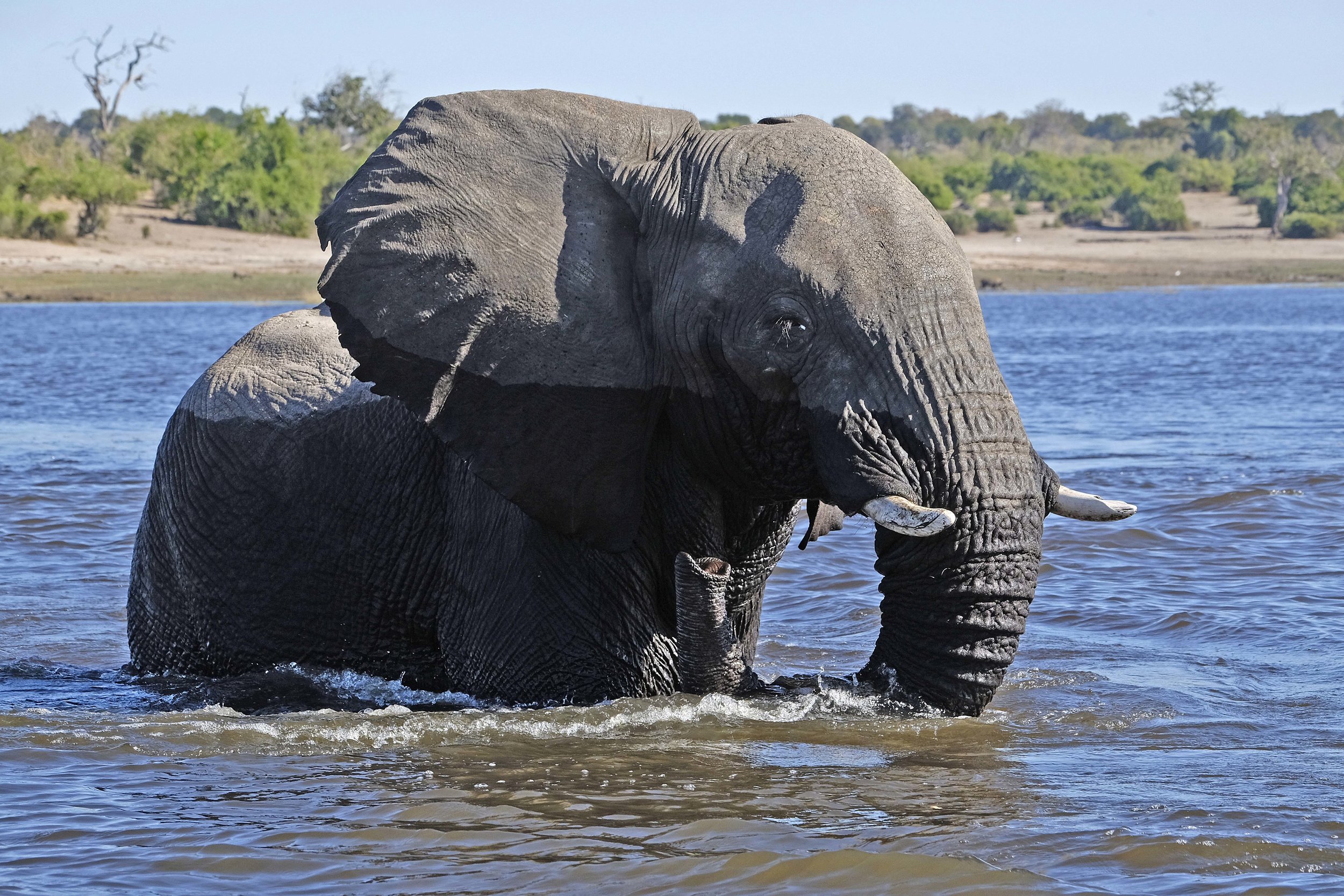 african elephant