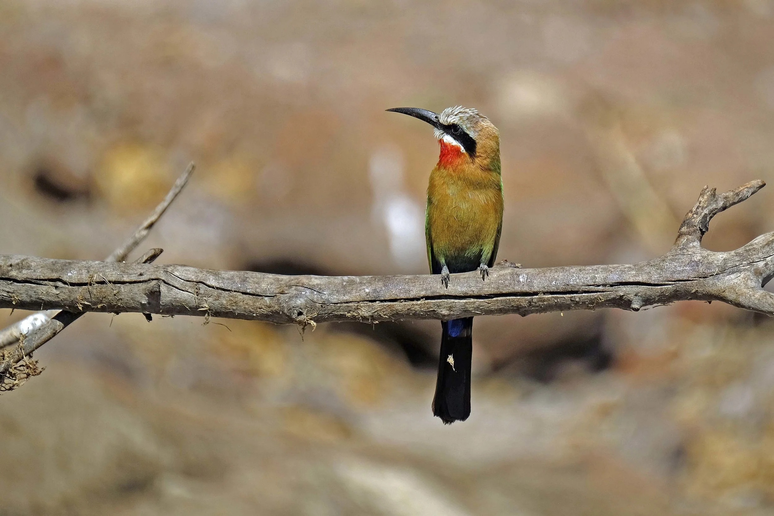 white-faced bee-eater