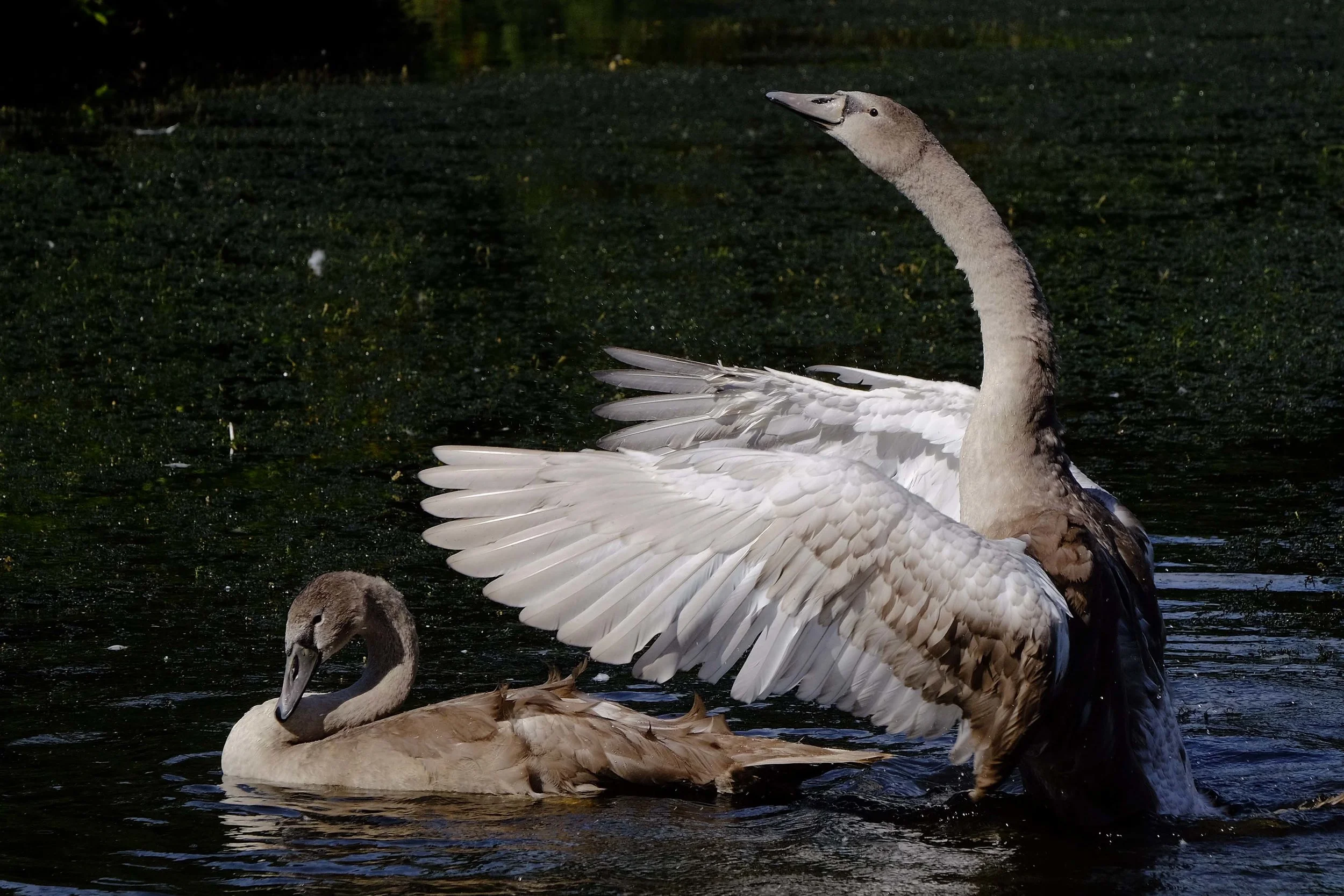 Meldrum House Hotel swans
