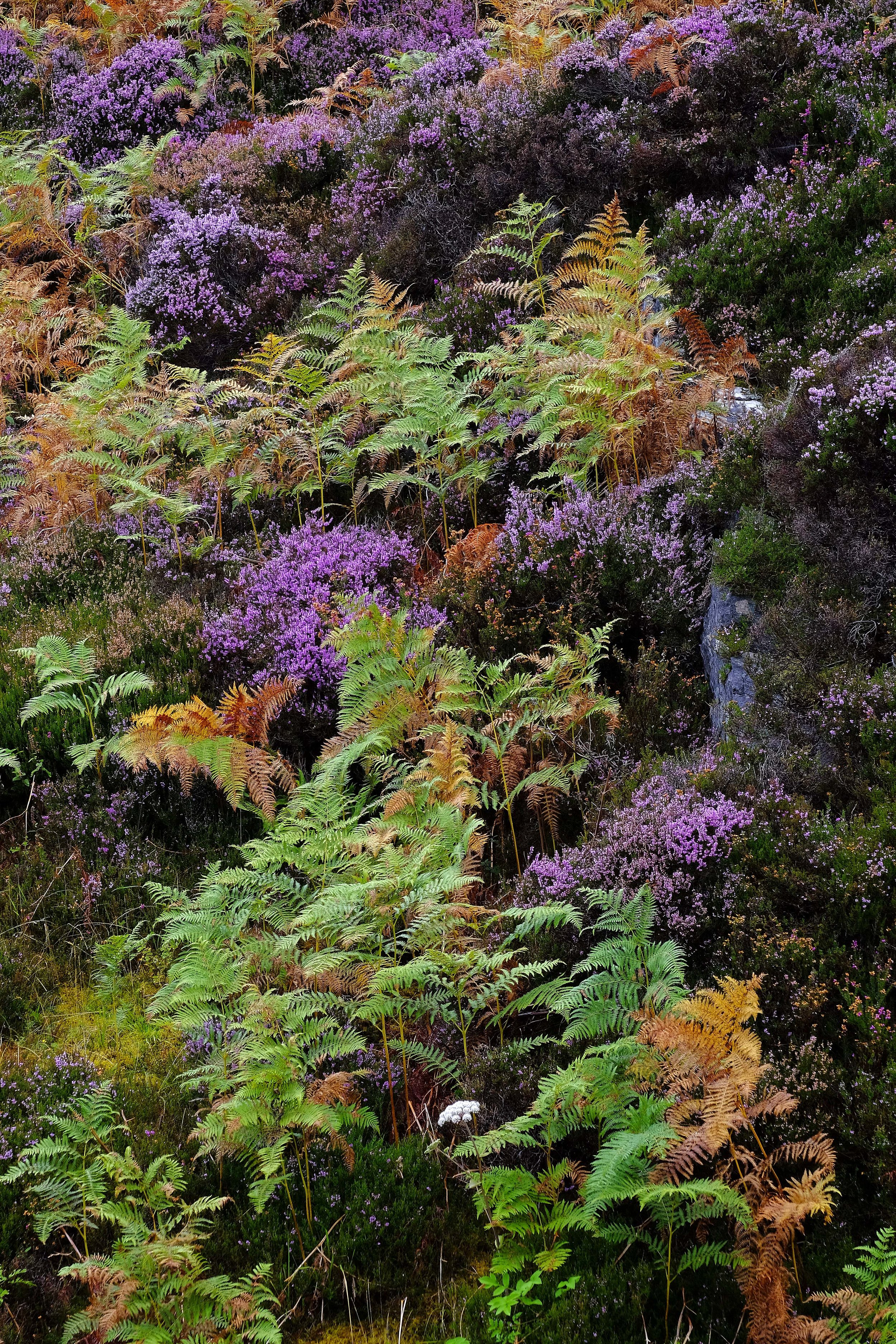 heather and ferns on the road to isle of skye