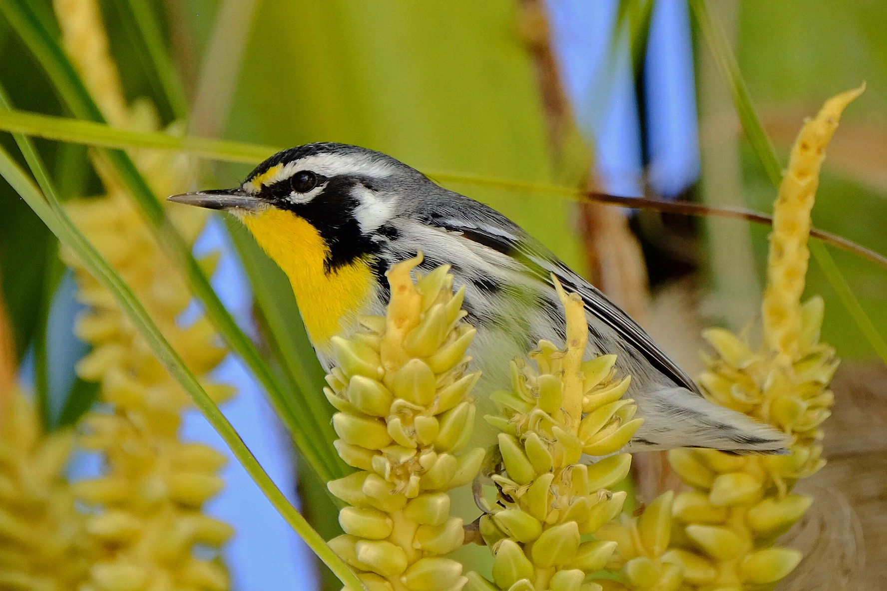 Yellow-throated Warbler