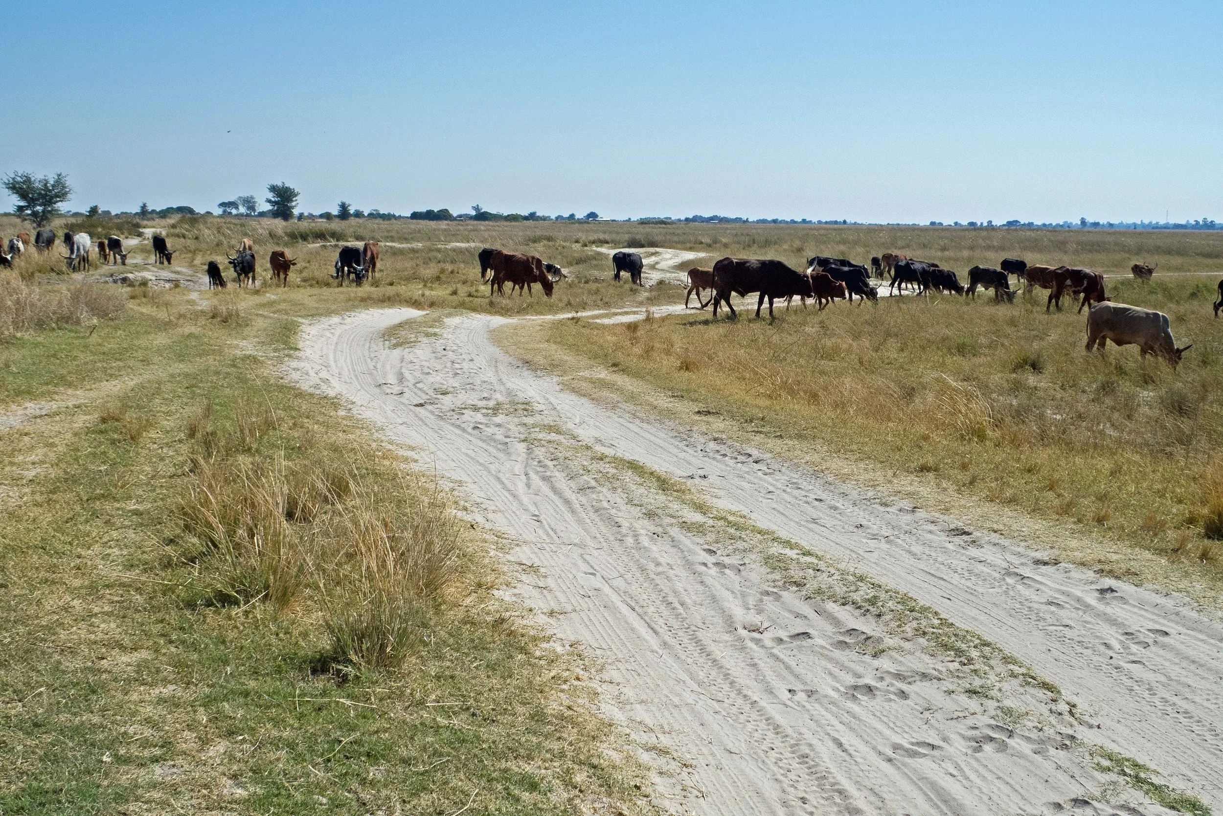 We ran into a small traffic jam on the road from Nangweshi to Mongu.