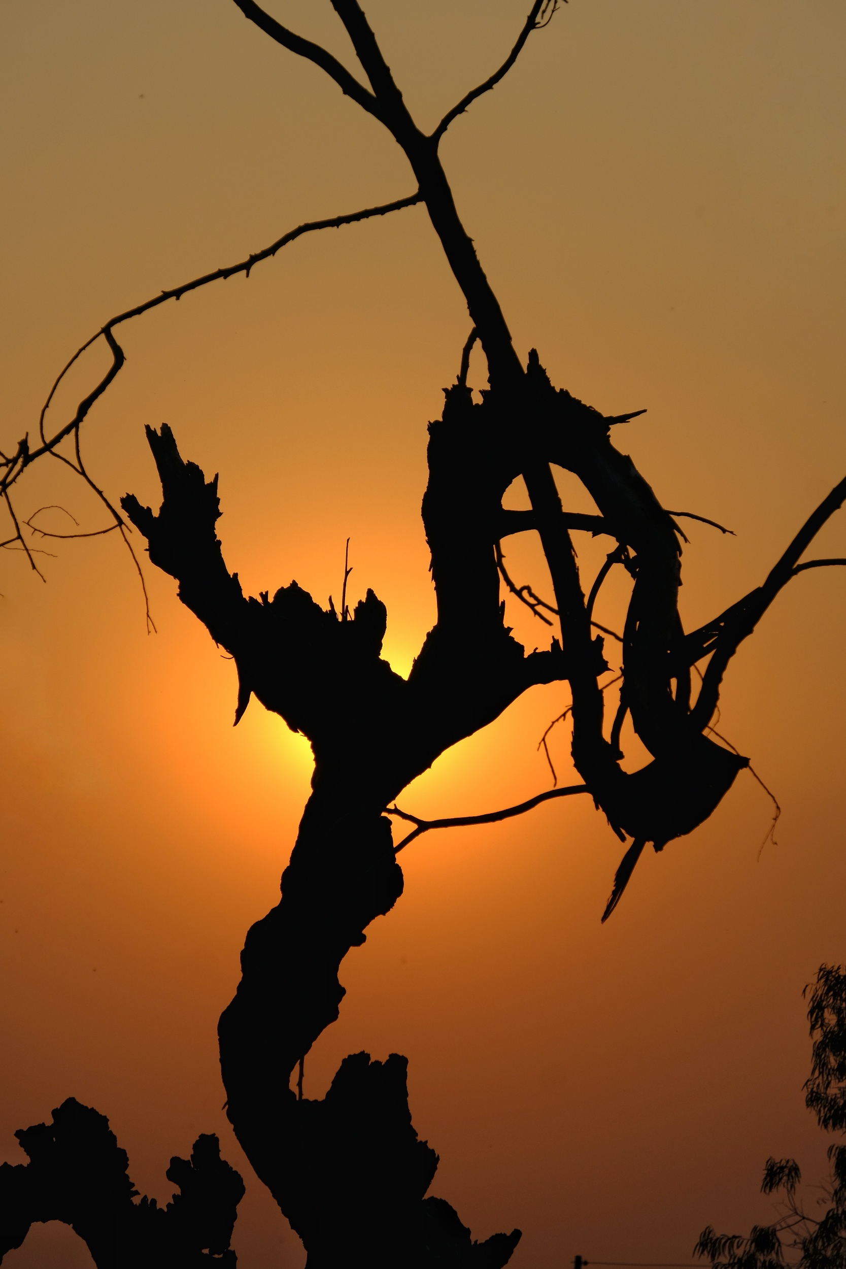I saw this gnarled tree on the way to training one afternoon and hurried back during a break to photograph it at sunset.