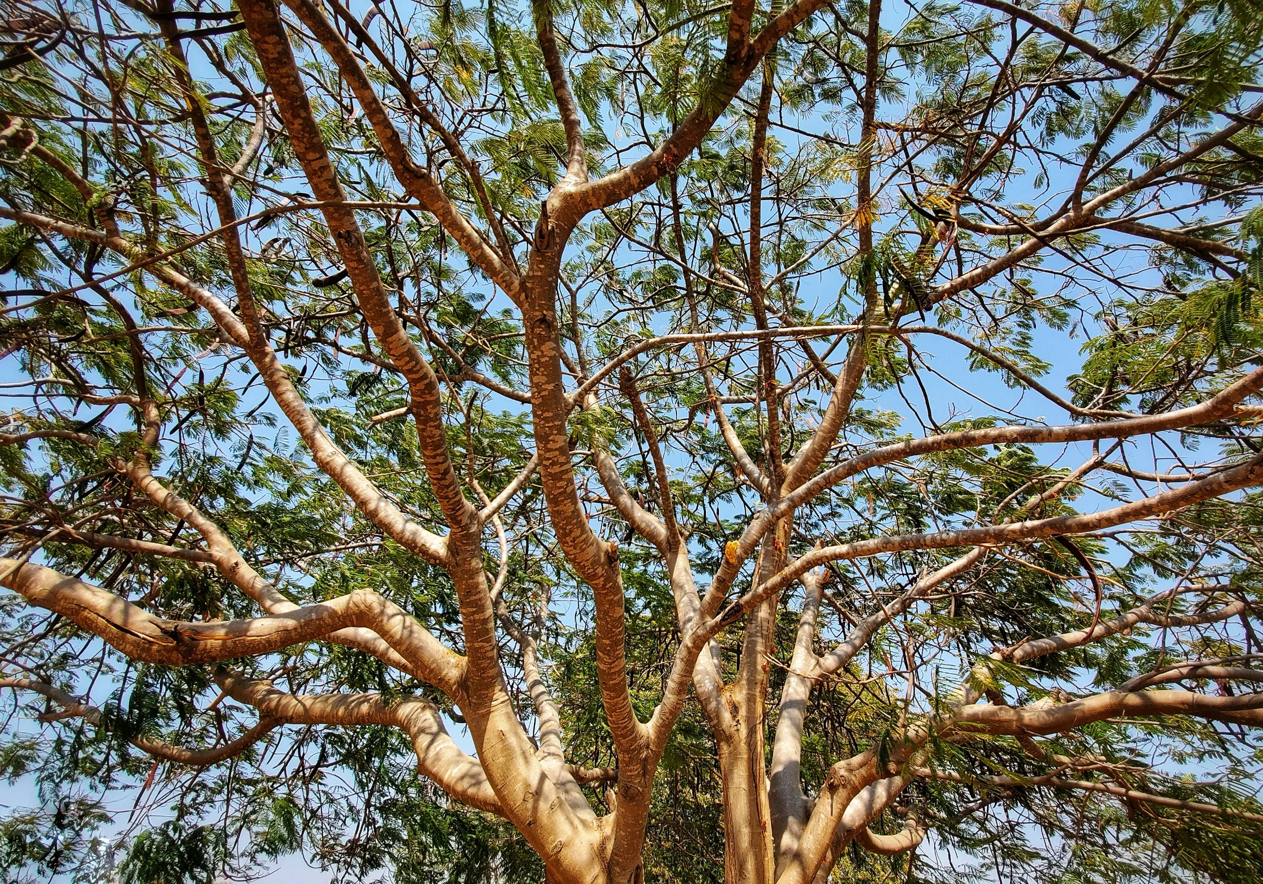 The trees here are incredible, ESPECIALLY when mixed with the beautiful African light.