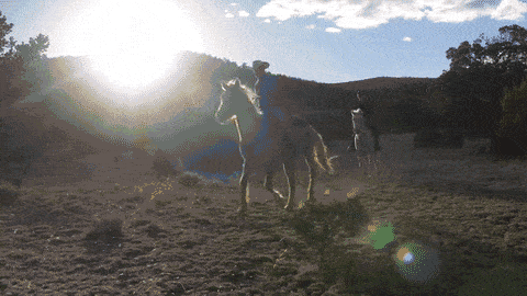 Alamocita_ Marvins Legacy OFFICIAL-low.gif