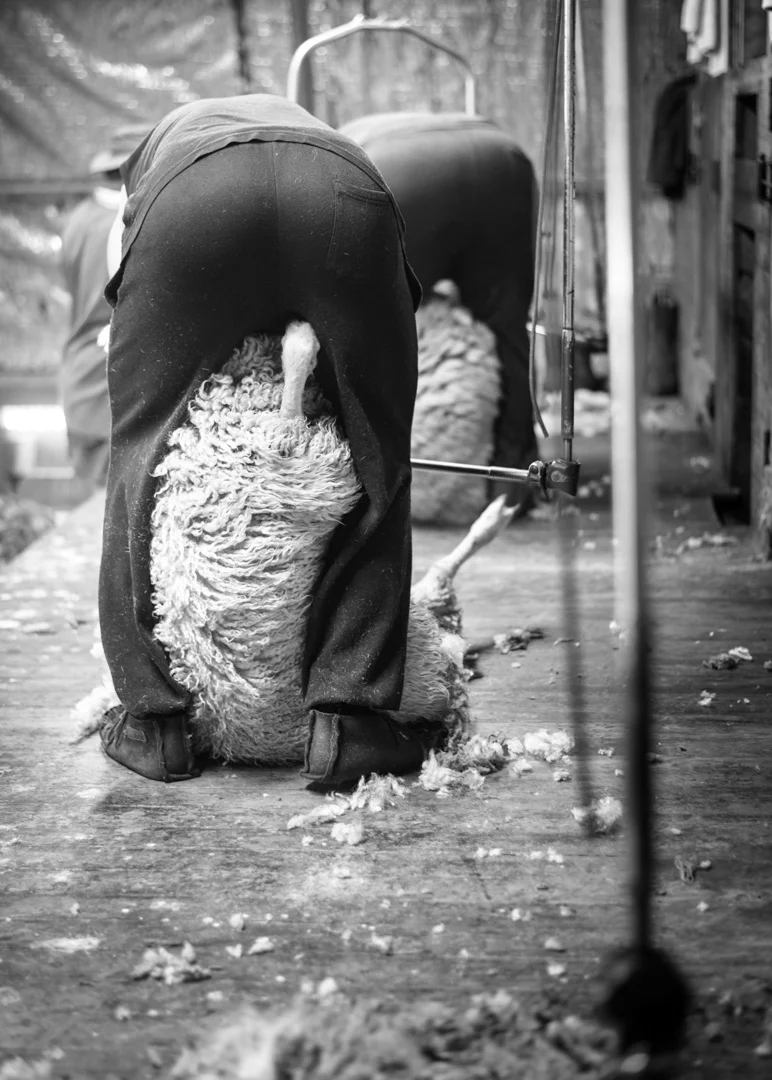 Sheep Shearing