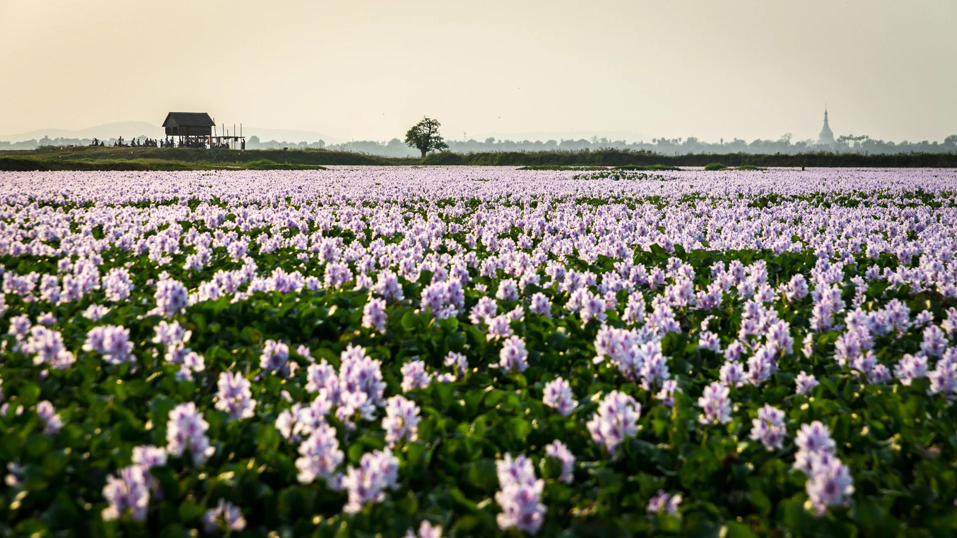 Million flowers