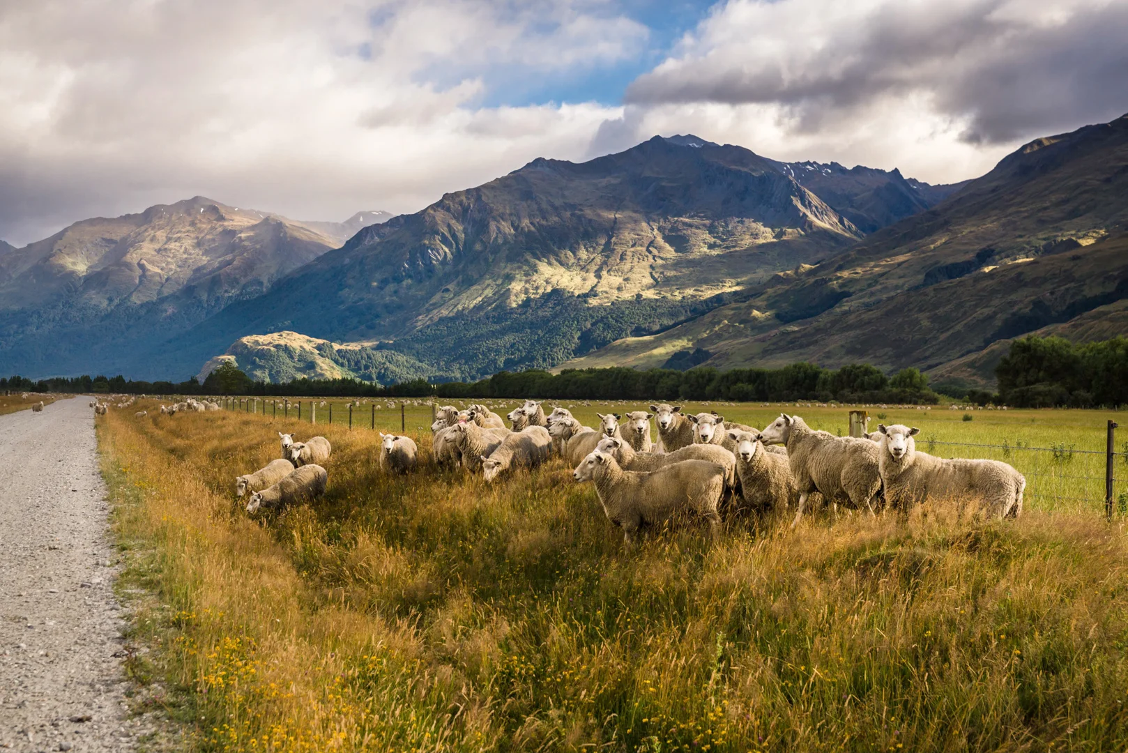 Sheep Zone