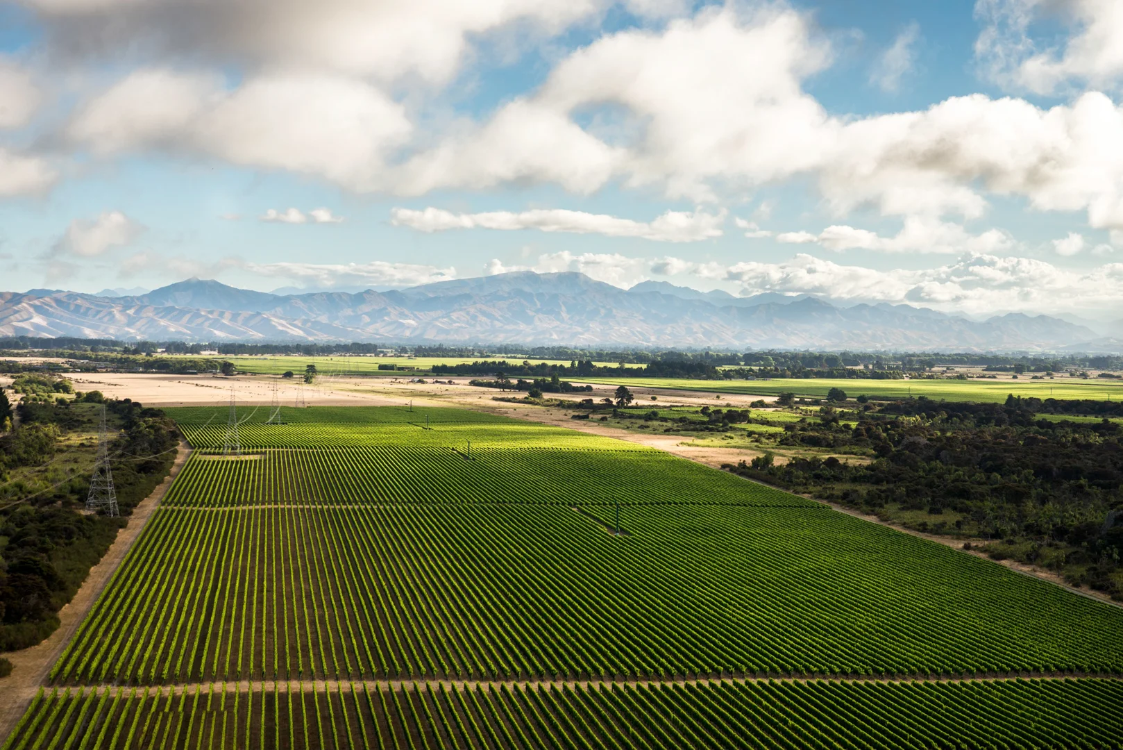 Sauvignon wineyards