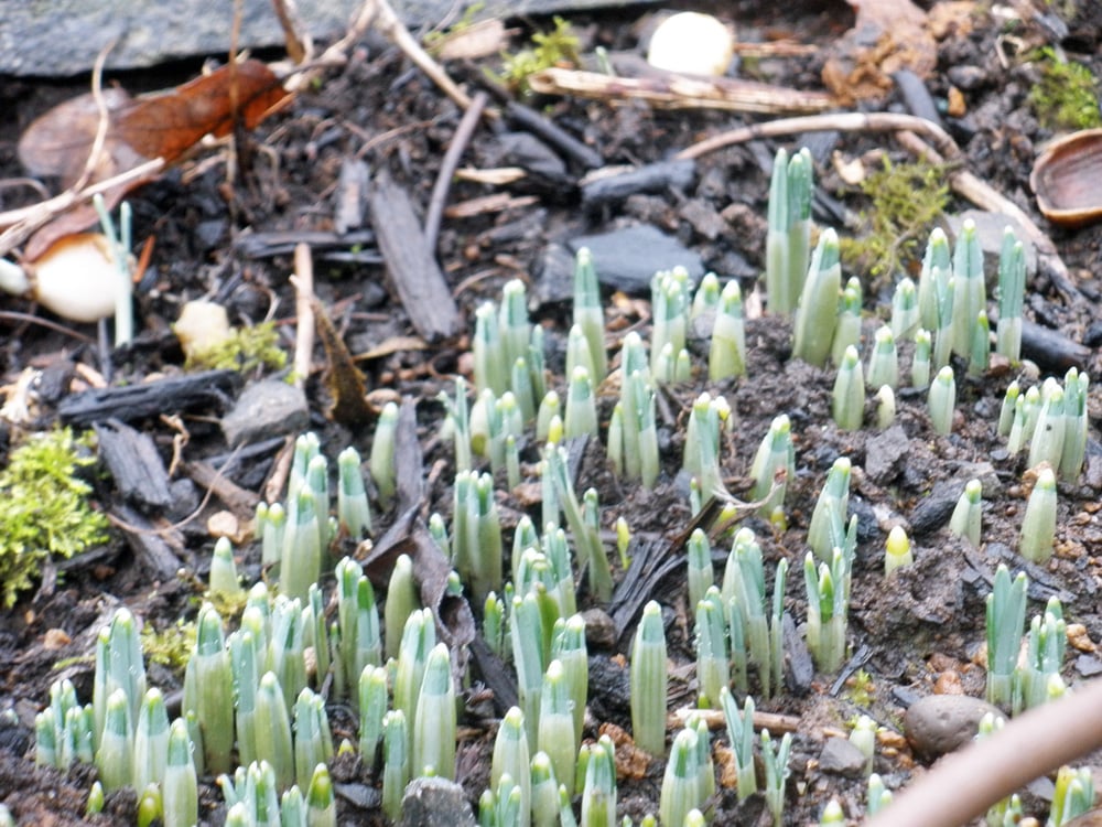 Snow Drops!