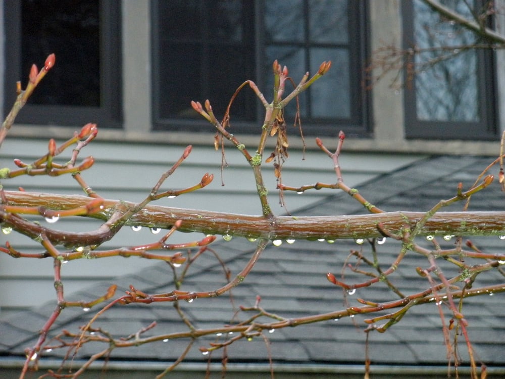 Winter rain drops glisten. Oregon sunshine!