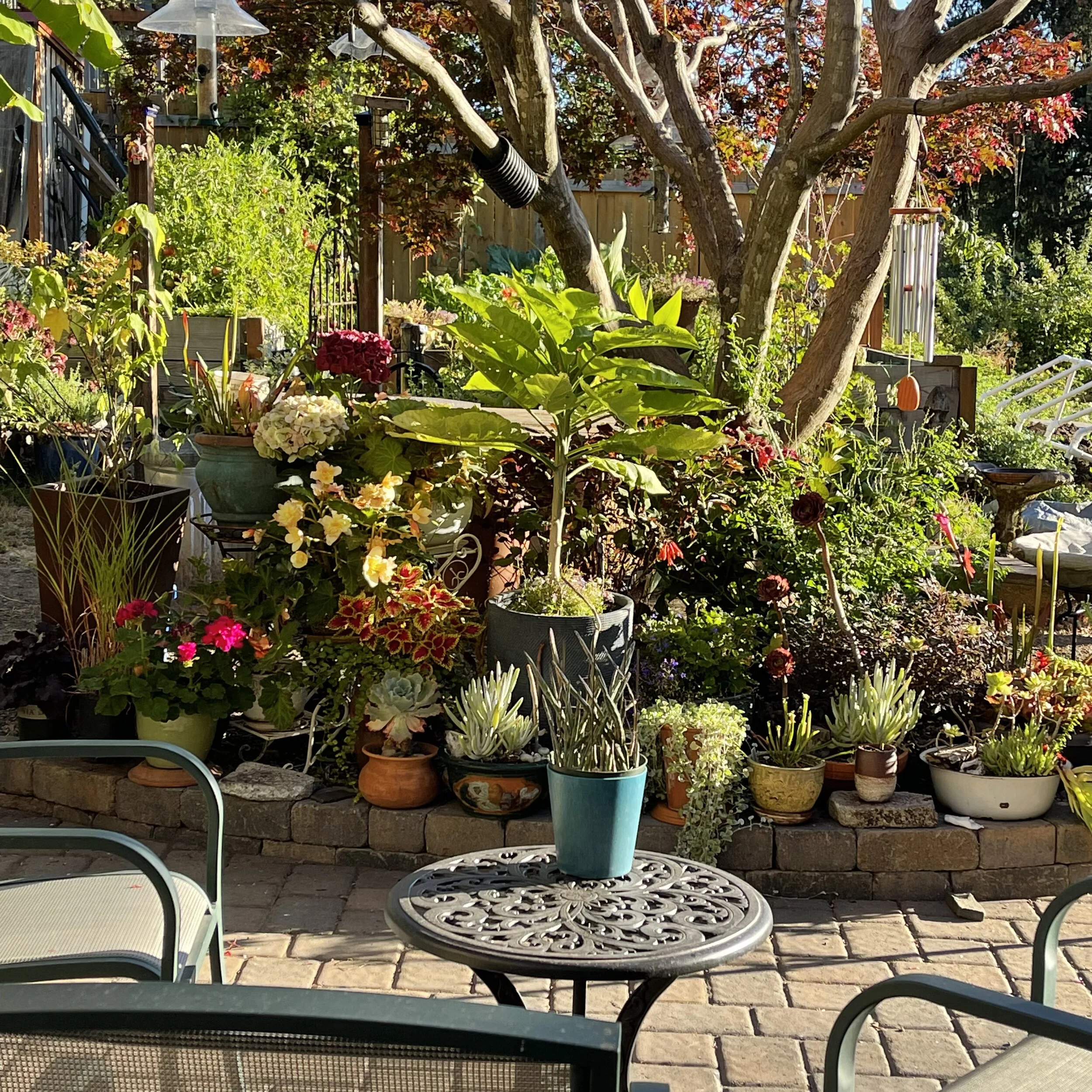 The photo of our garden nursery in the morning light that thrills my senses, the one that generated my niece’s response.  It’s the view from my kitchen window I see every morning.