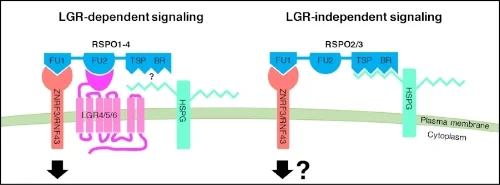 eLife_Graphic .jpg