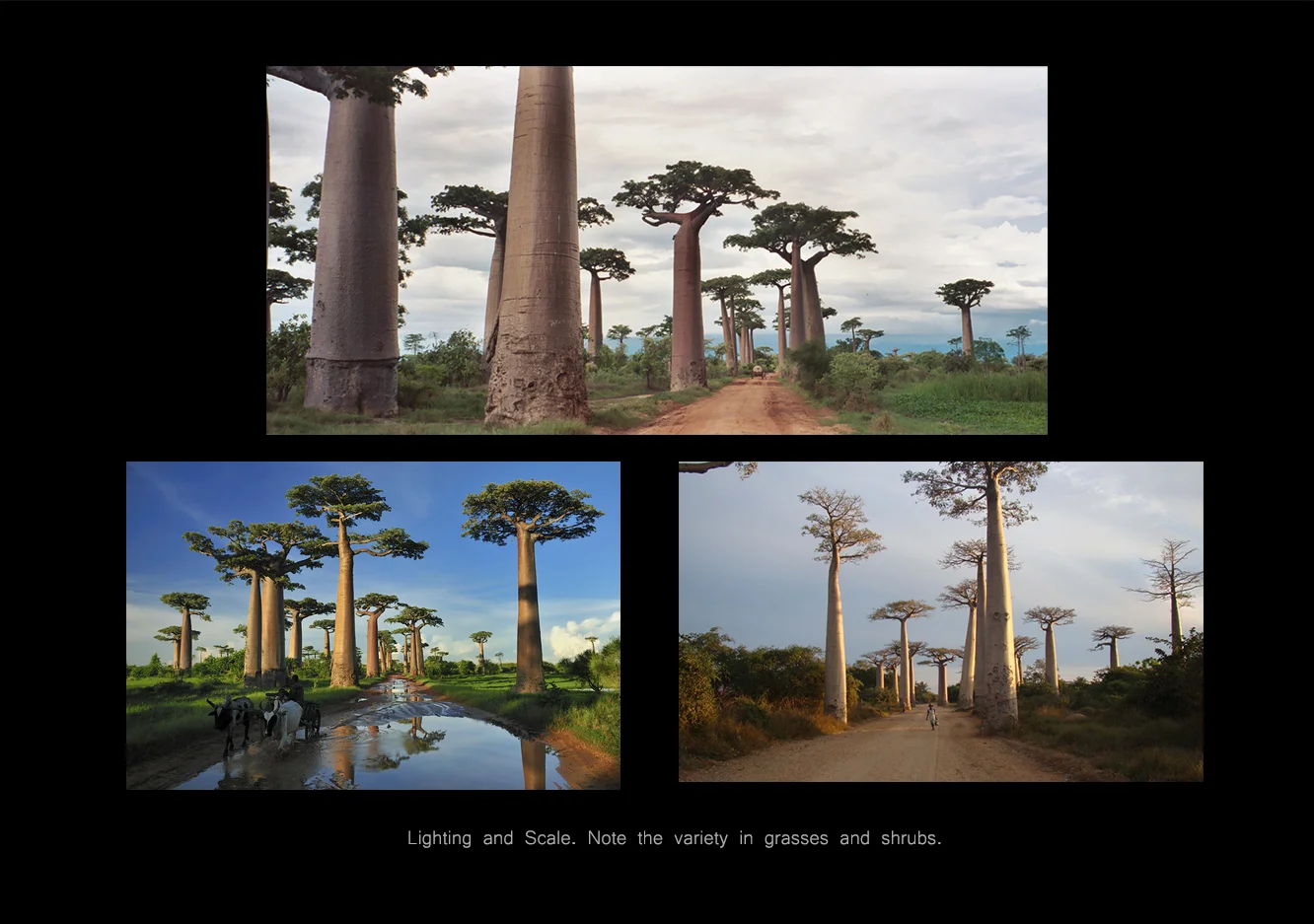 MadagascarBaobabsref.jpg