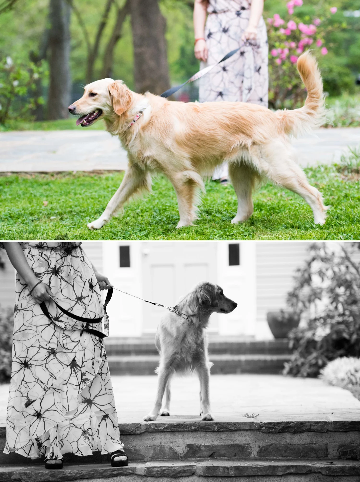 dog 1.jpg