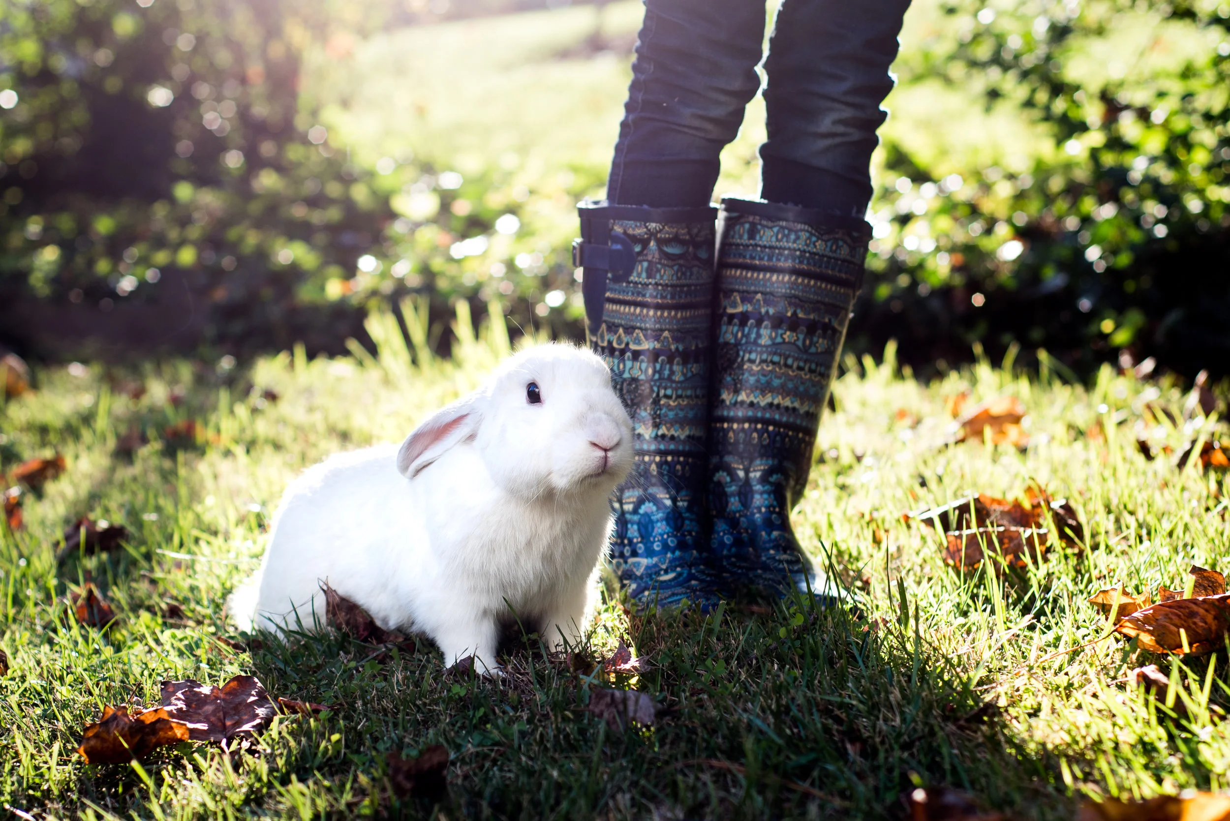 rabbit-1-2.jpg