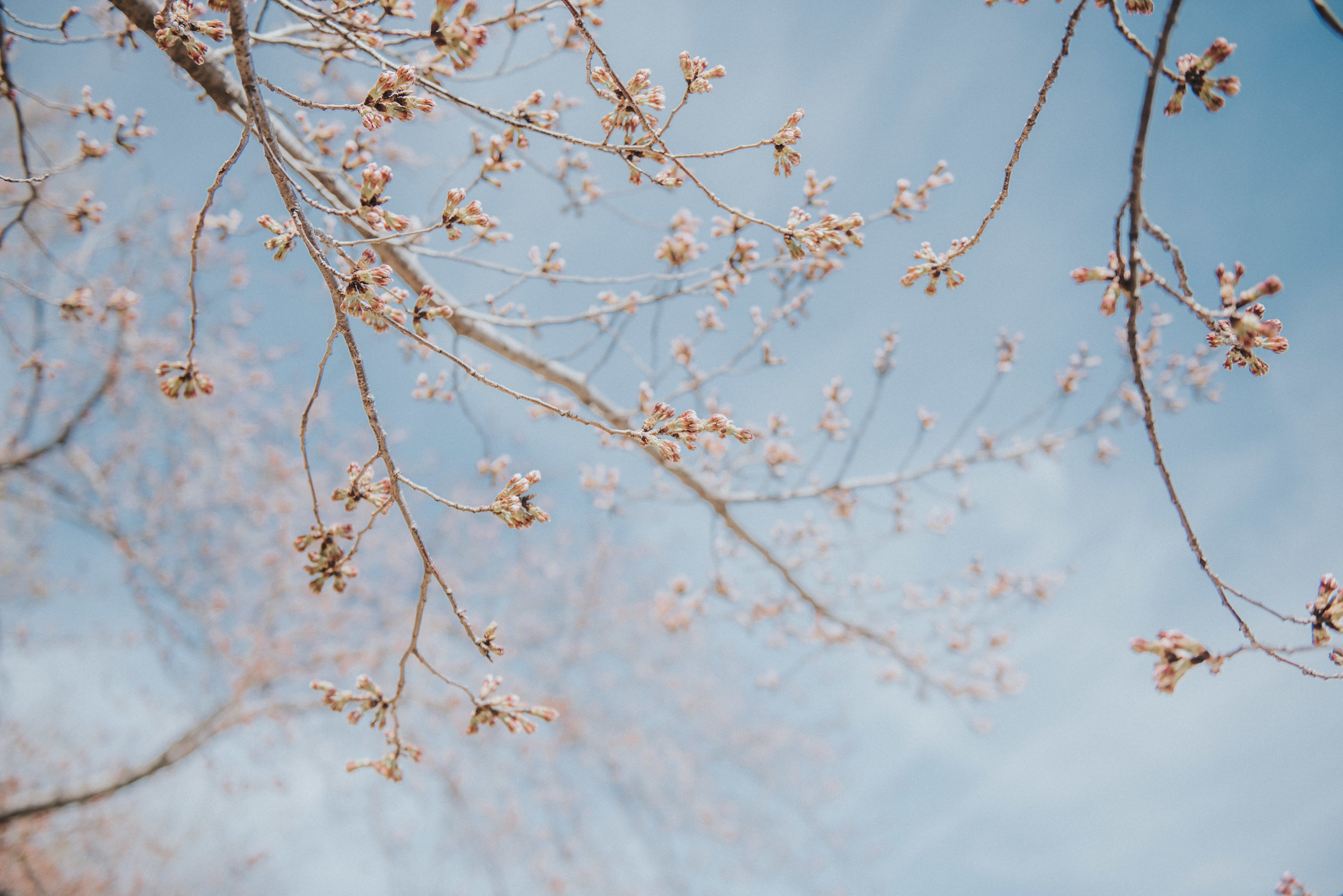 dc tidal basin-12.jpg