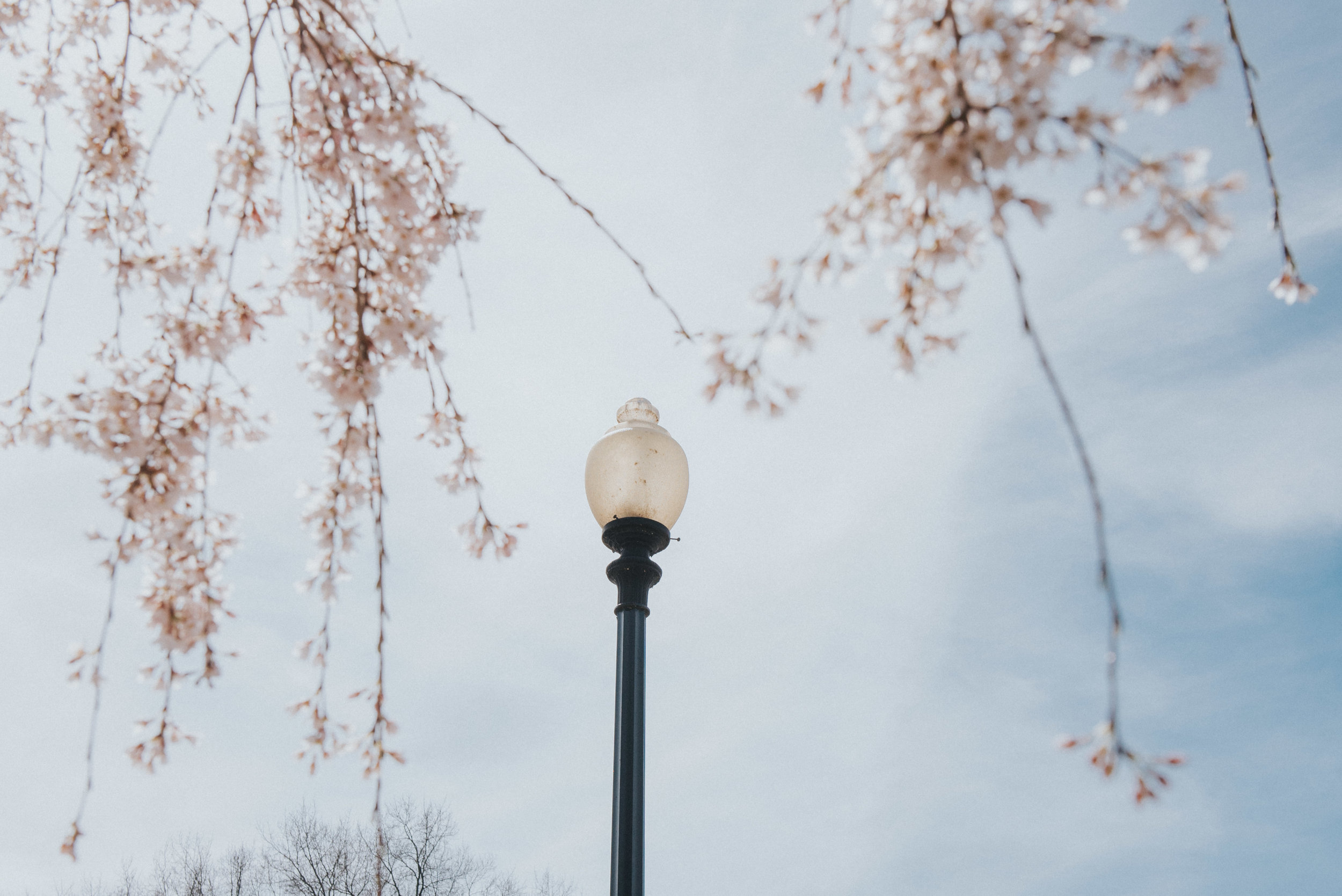 dc tidal basin-60.jpg