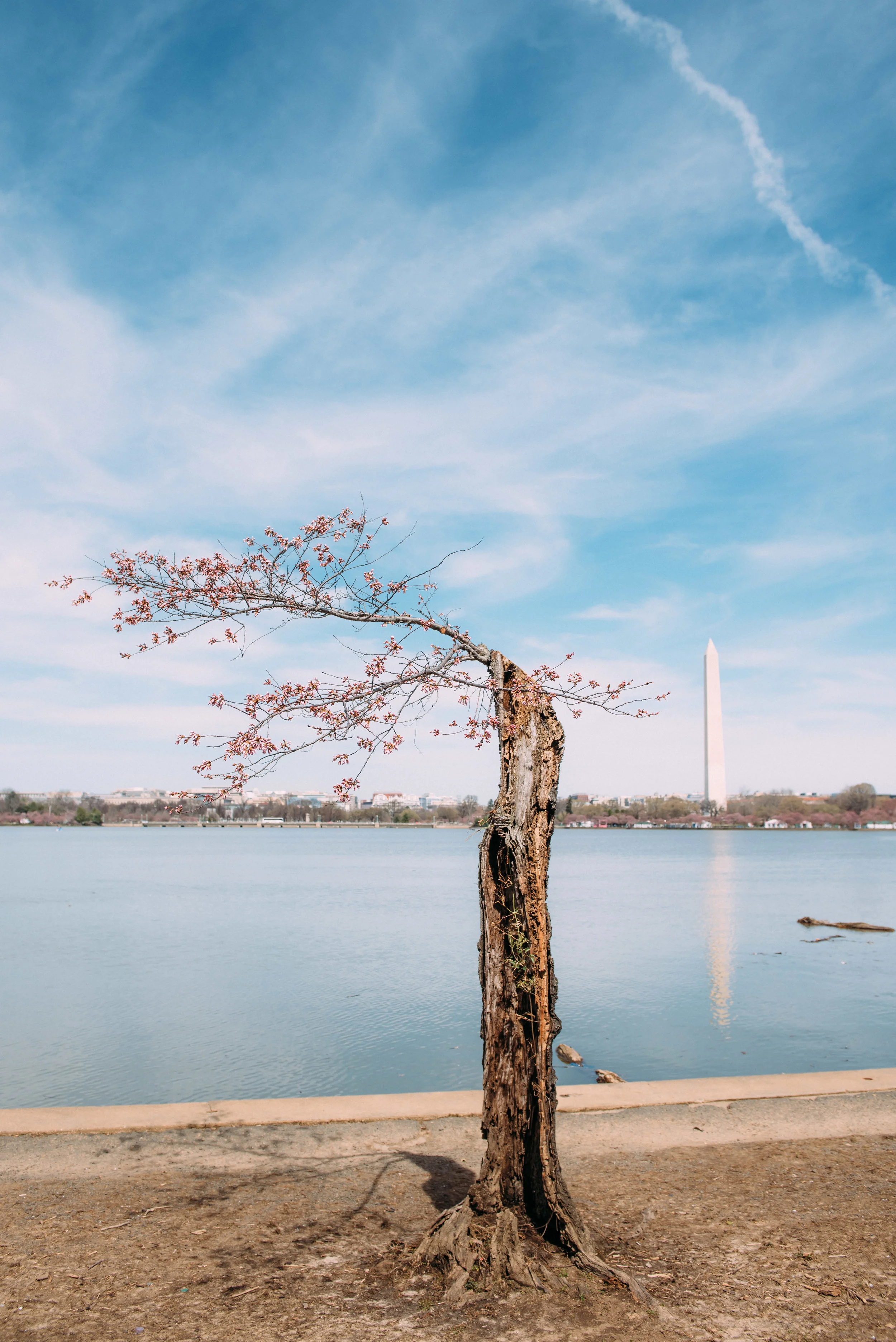 dc tidal basin-86.jpg
