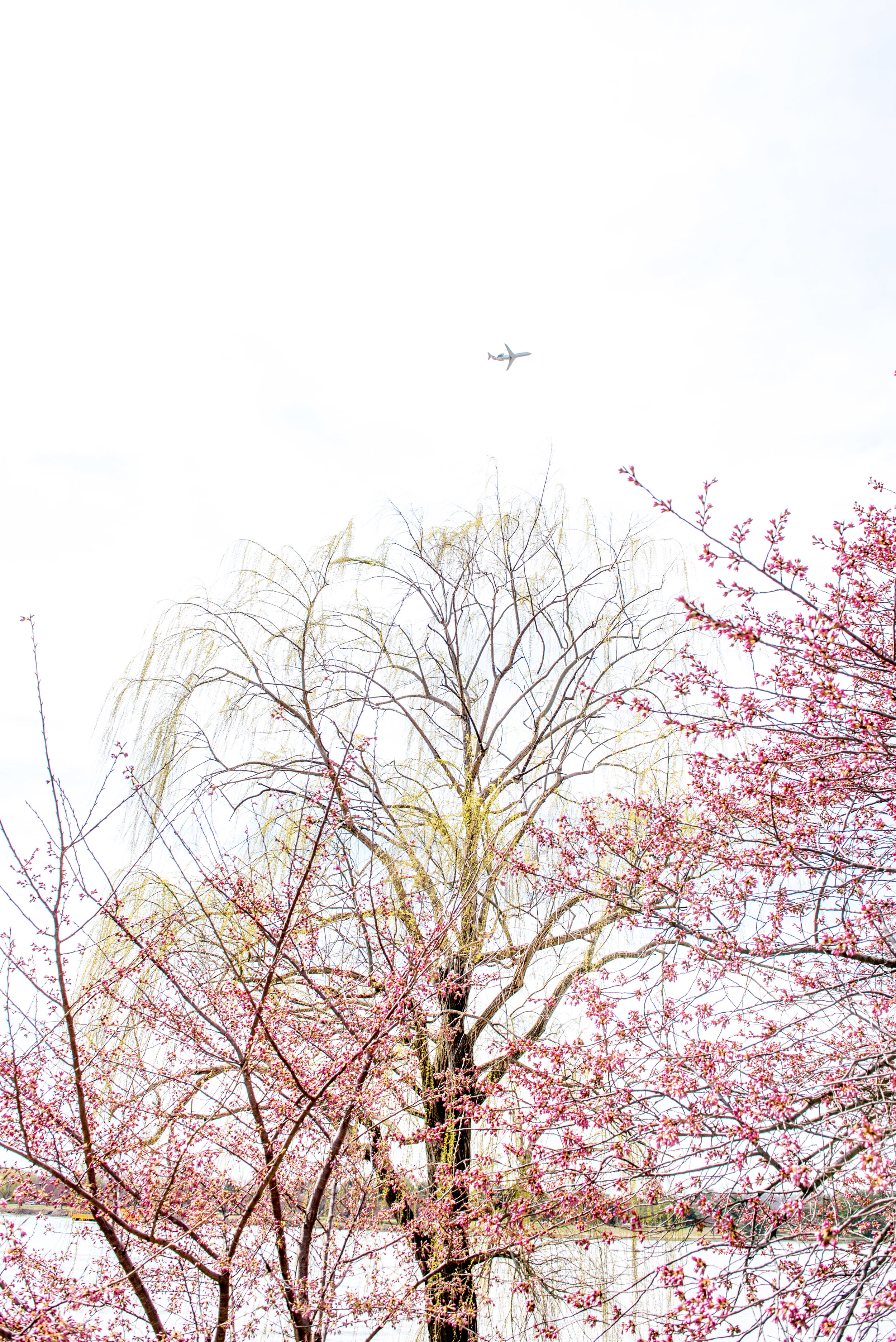 dc tidal basin-91.jpg