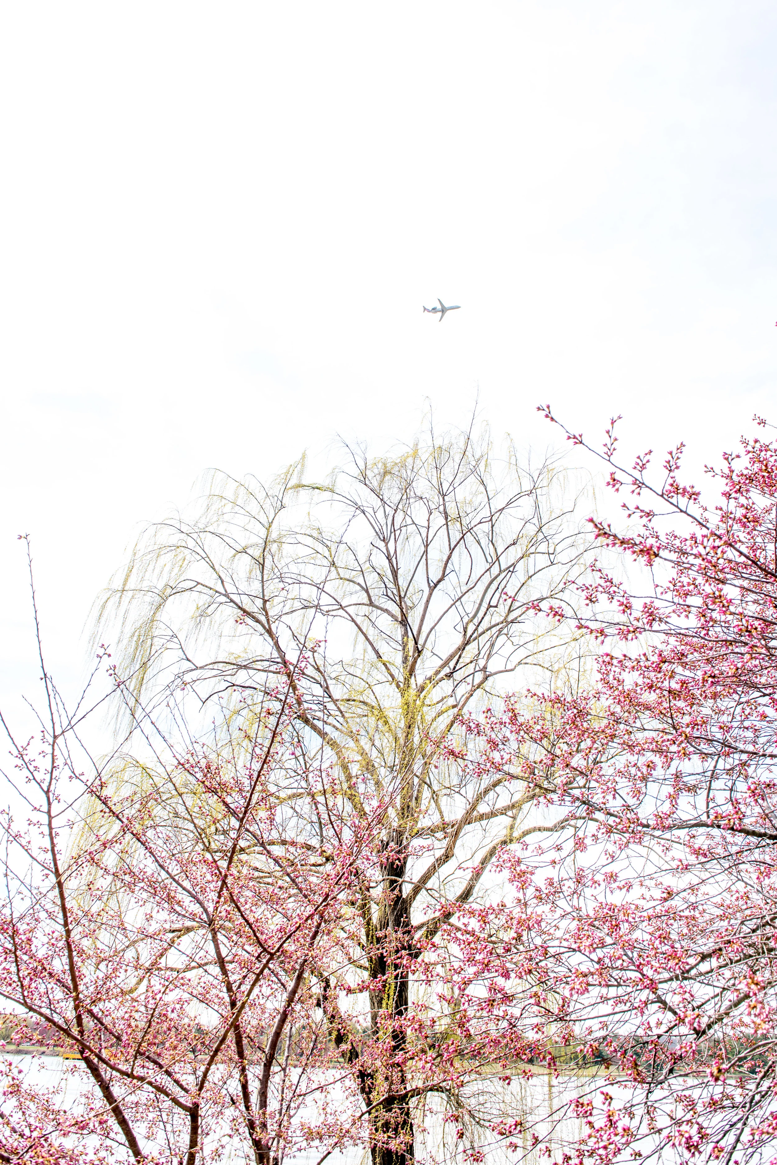 dc tidal basin-91.jpg