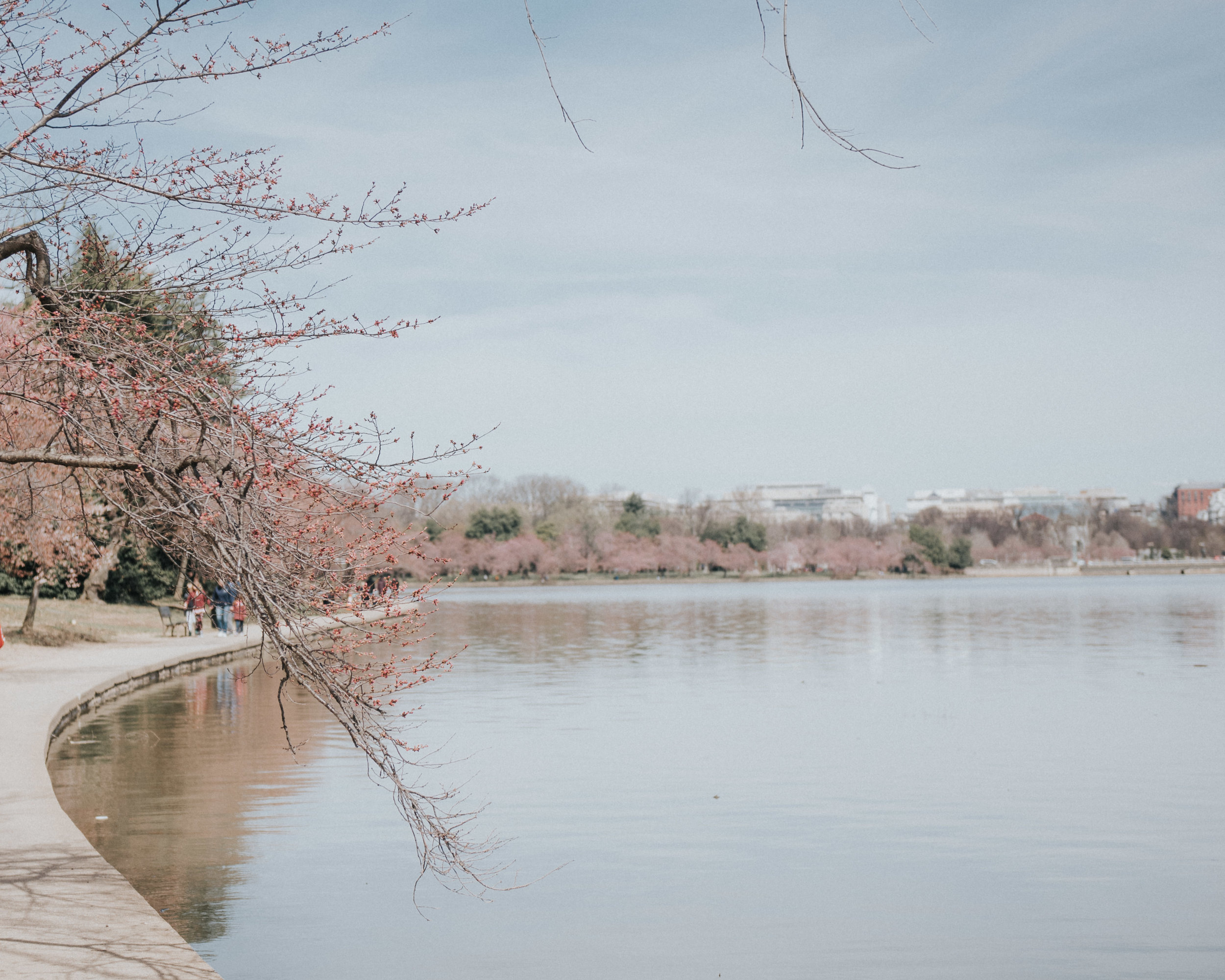 dc tidal basin-5.jpg