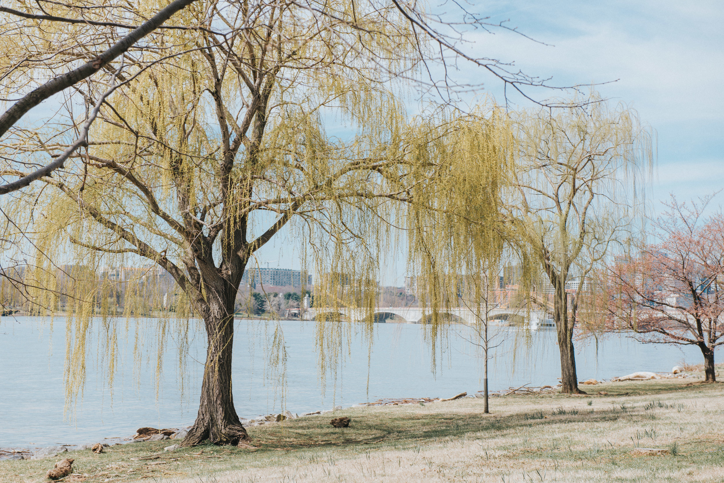 dc tidal basin-92.jpg