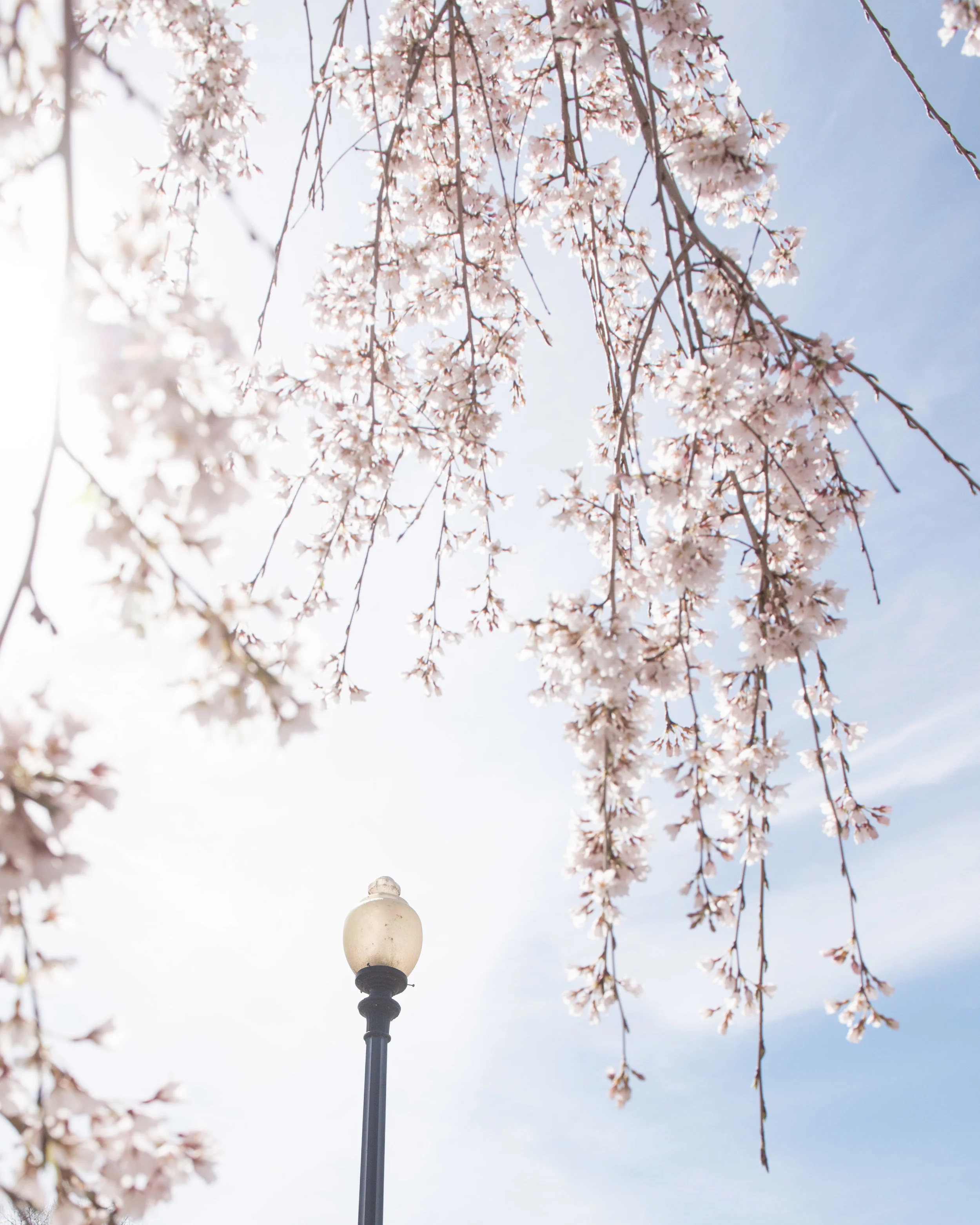 dc tidal basin-61.jpg