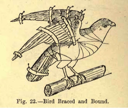 Hasluck Taxidermy, 1901