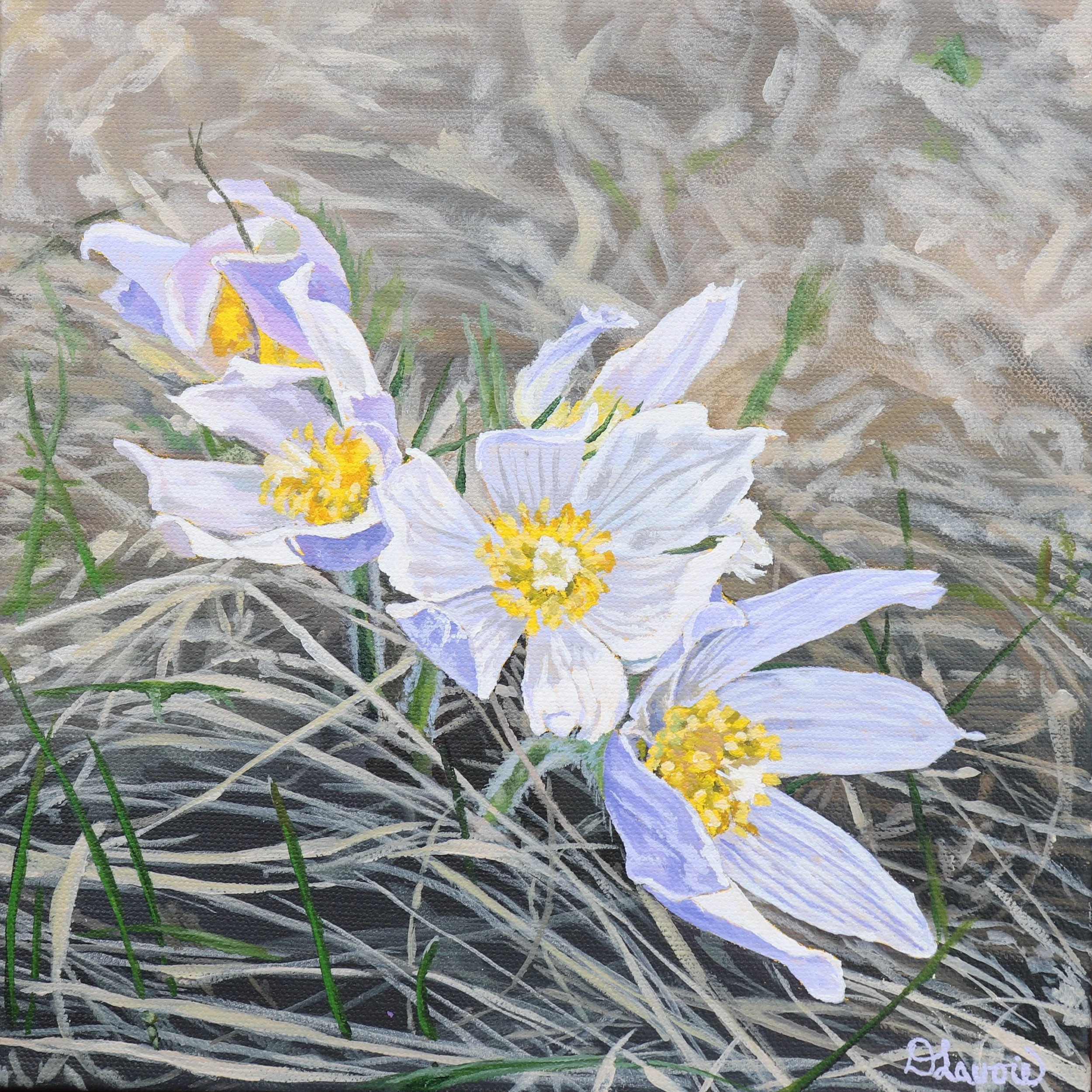 Bursting through the dead grass of winter, the prairie crocus displays its gentle lavender petals and yellow centres.
