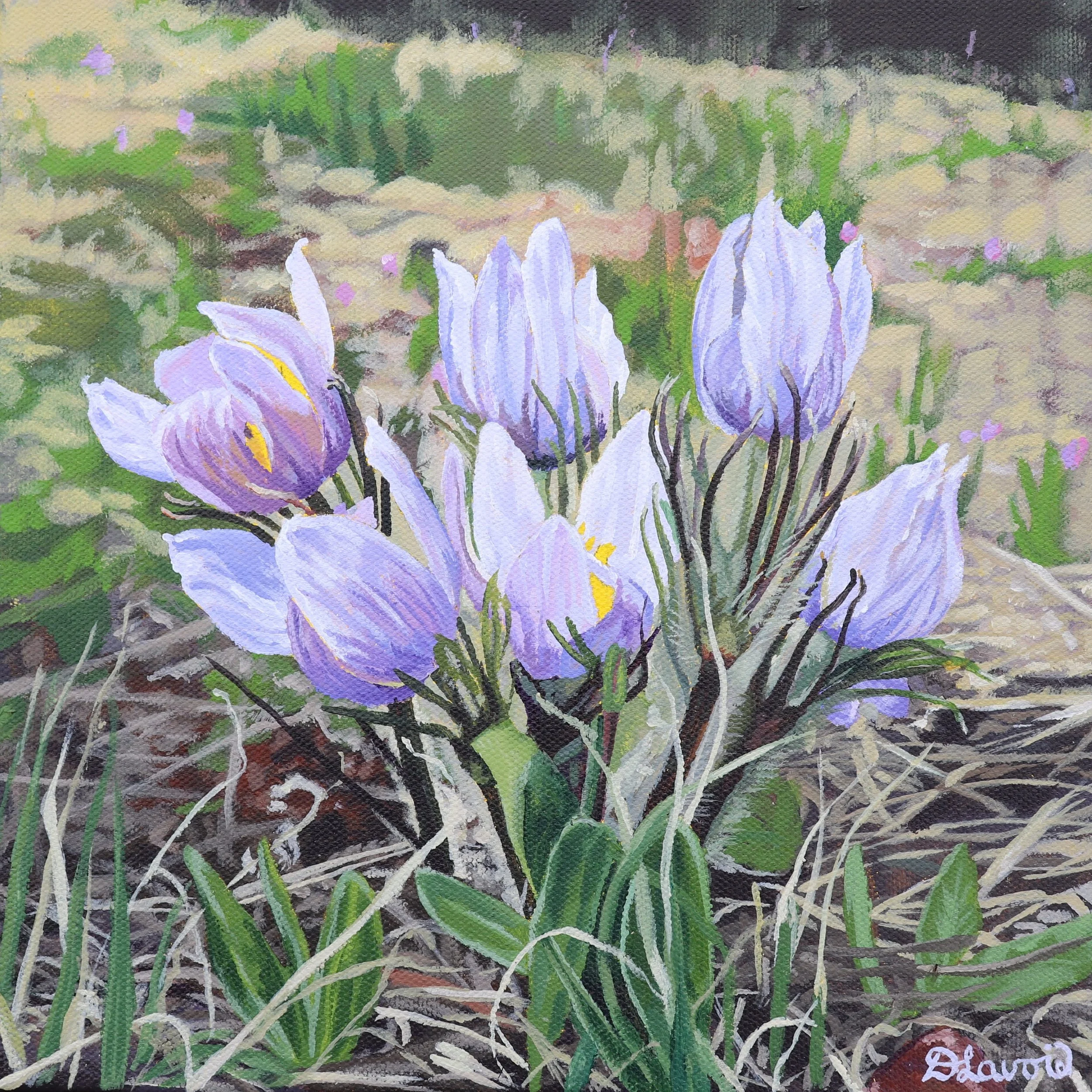 A painting of six prairie crocuses with lavender petals surrounded by dead grass and new green growth in the Spring.
