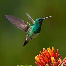 hummingbirds.jpeg