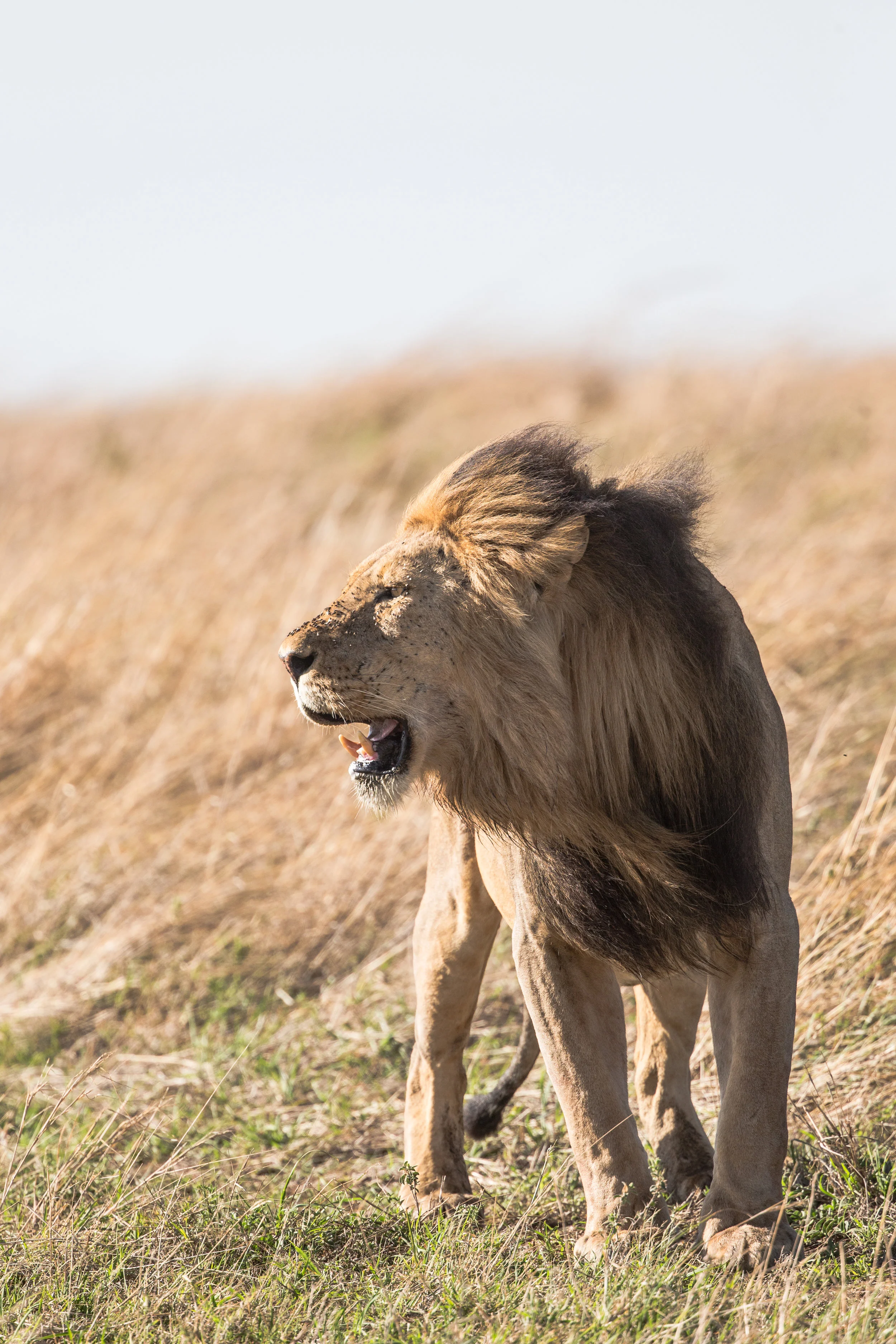 Lion’s Roar