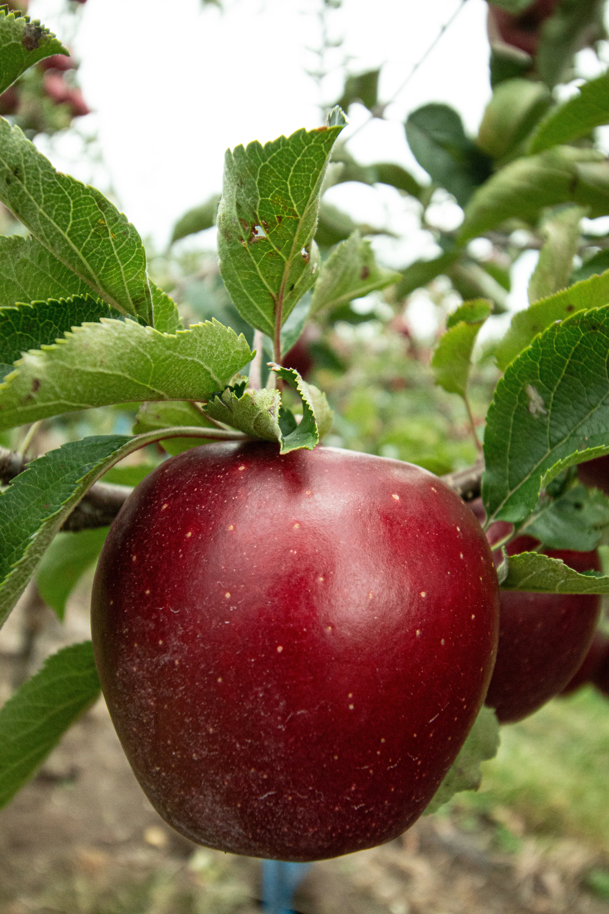 Faithfulness vs Fruitfulness