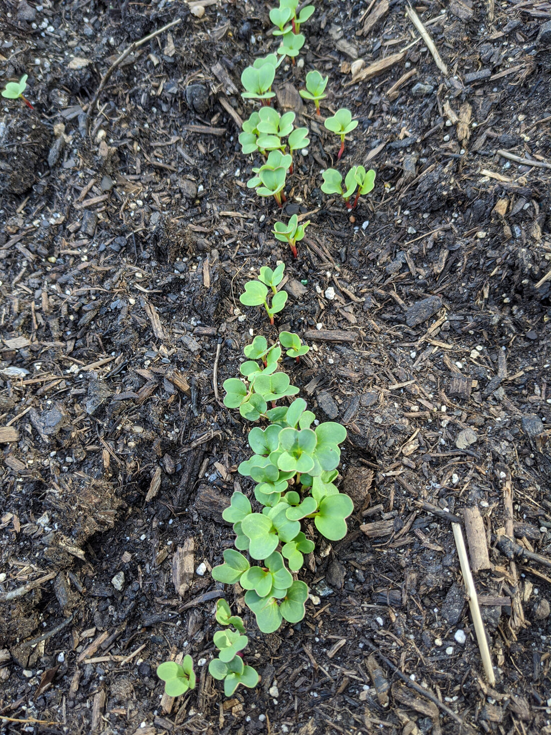 Radish sprouting from seed