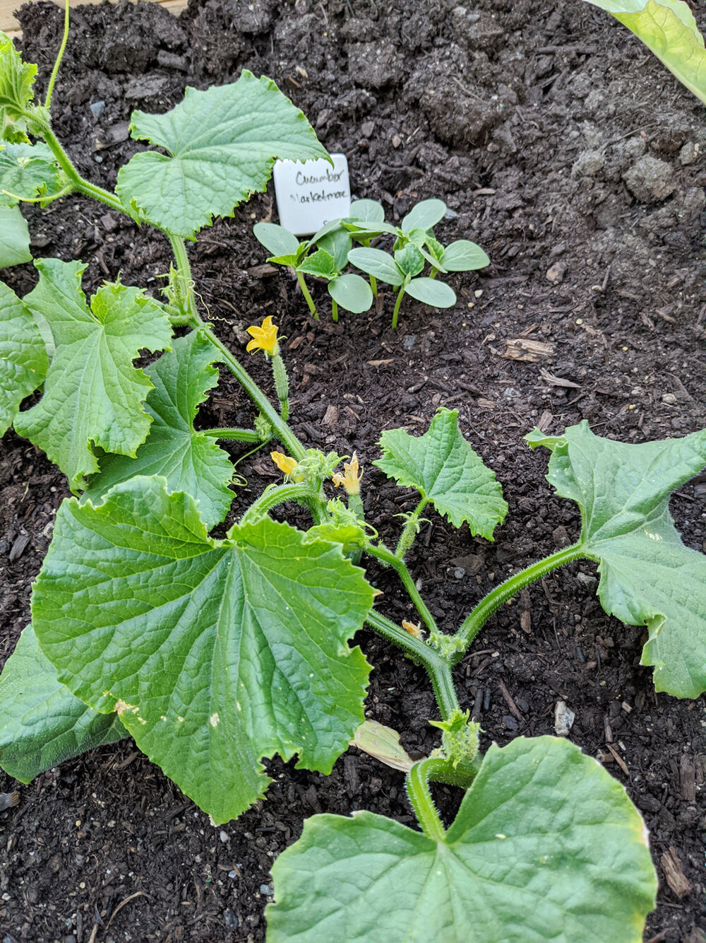 Marketmore Cucumber and Seedlings