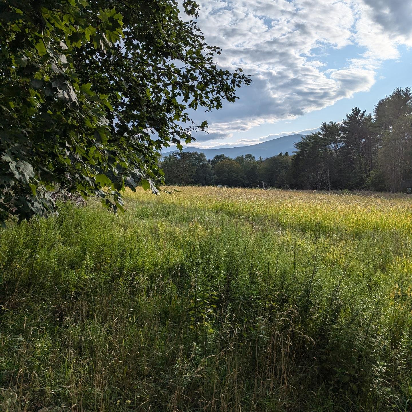 Little stroll after work with doggo and husband... Summer is definitely winding down