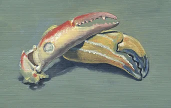 "Subordinate claws"