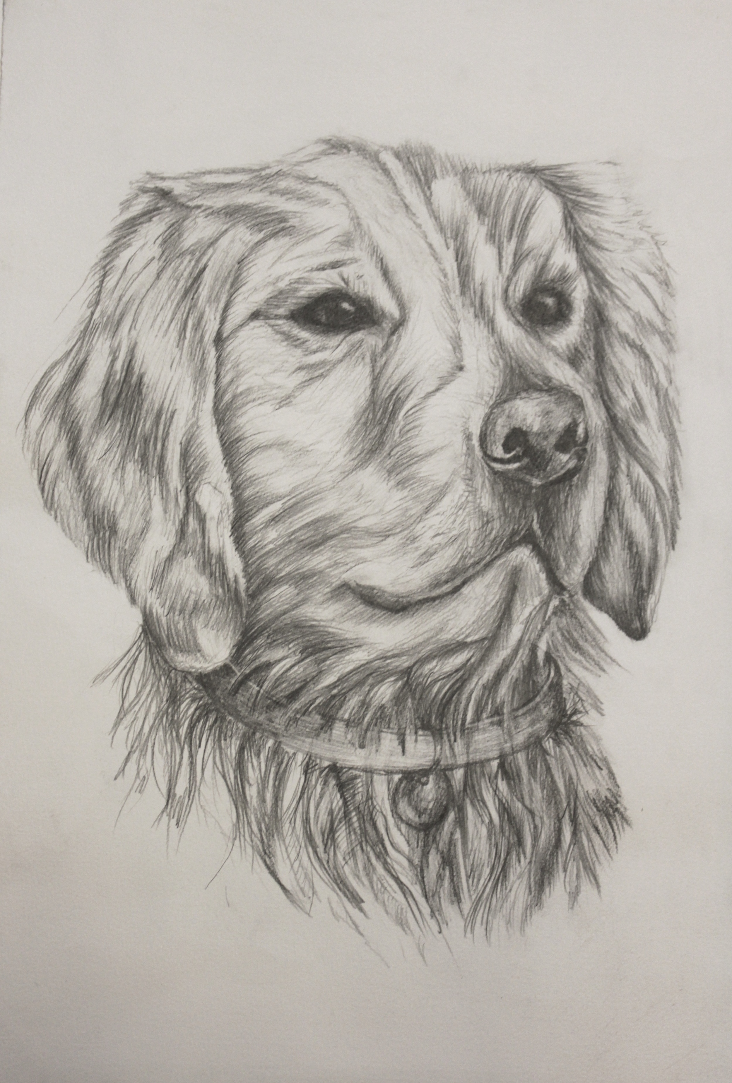 Hank, 18" x 24"