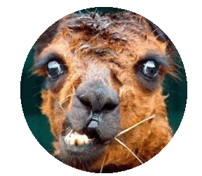 llama2.gif