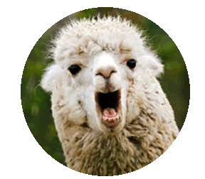 llama3.gif
