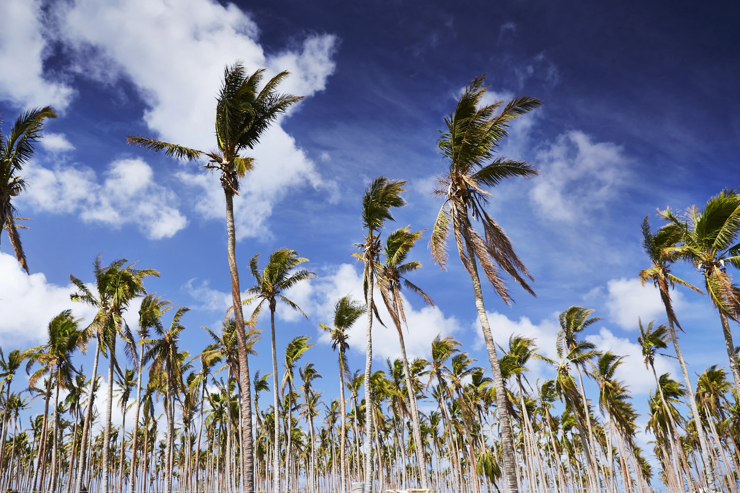 Vanuatu_MCrawford_2112.jpg
