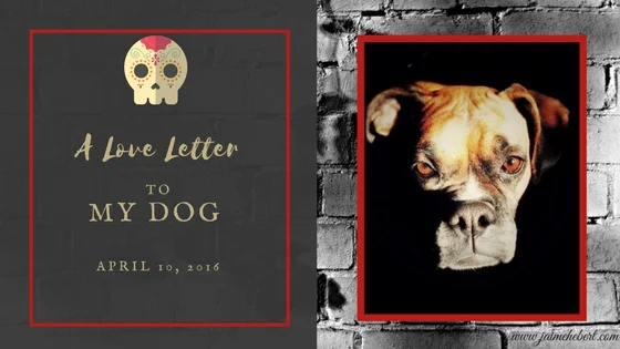 Dog Blog Header (1).jpg