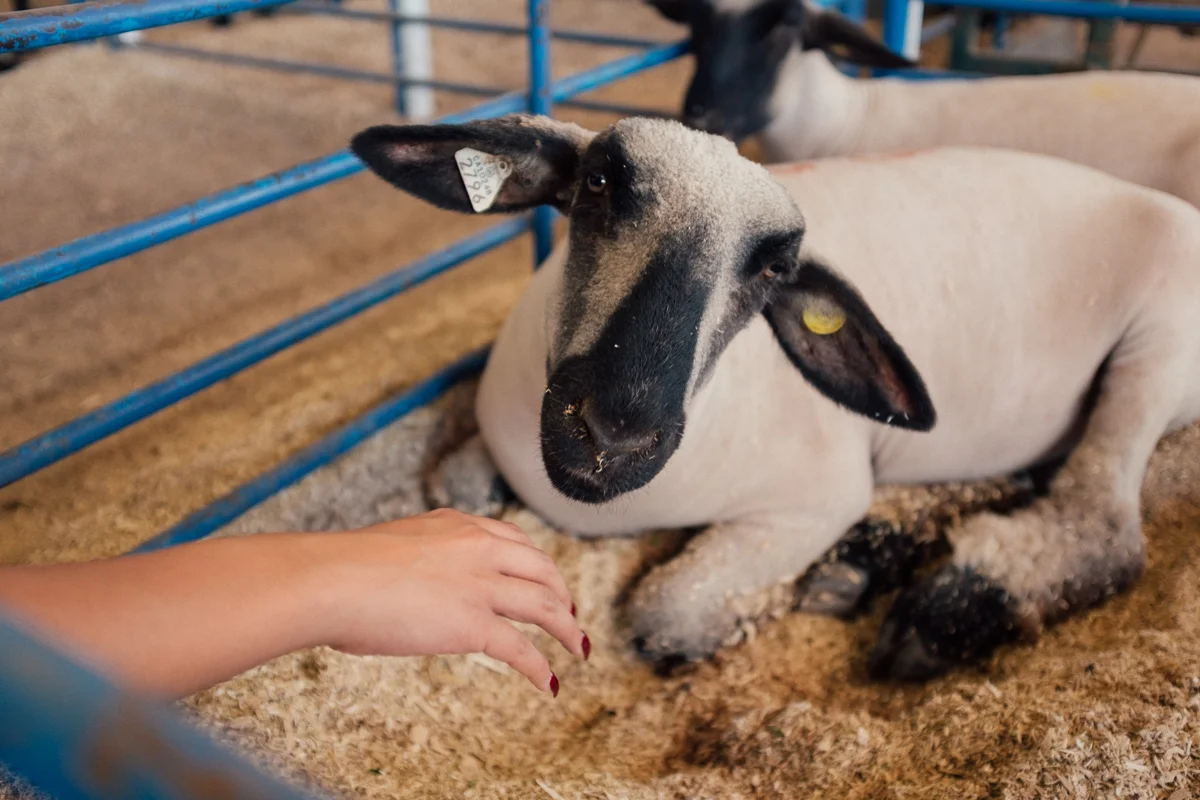 alameda-county-fair-3.jpg