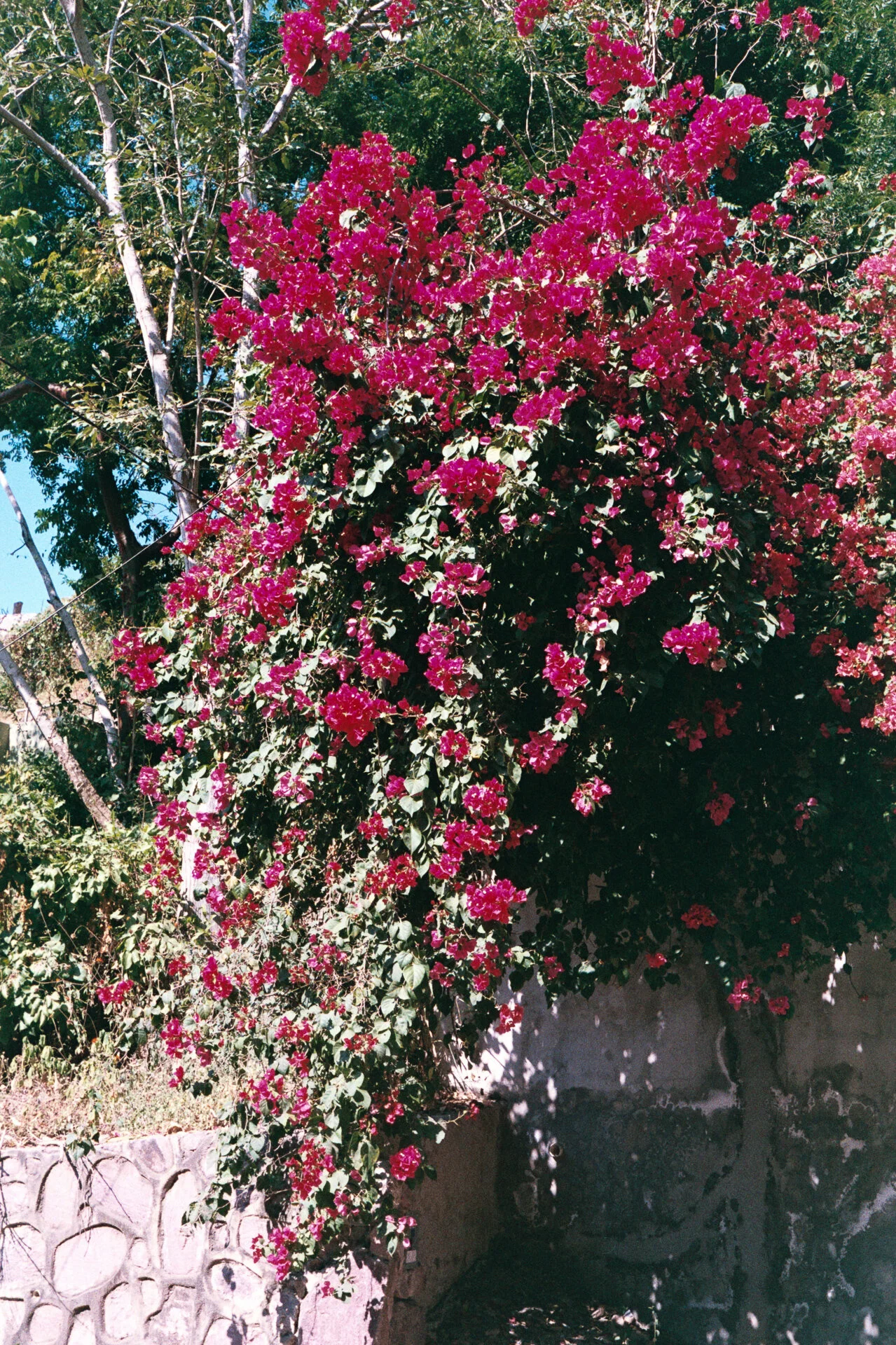 LaManzanilla_c_1219_m4_fuji200AA008.jpg